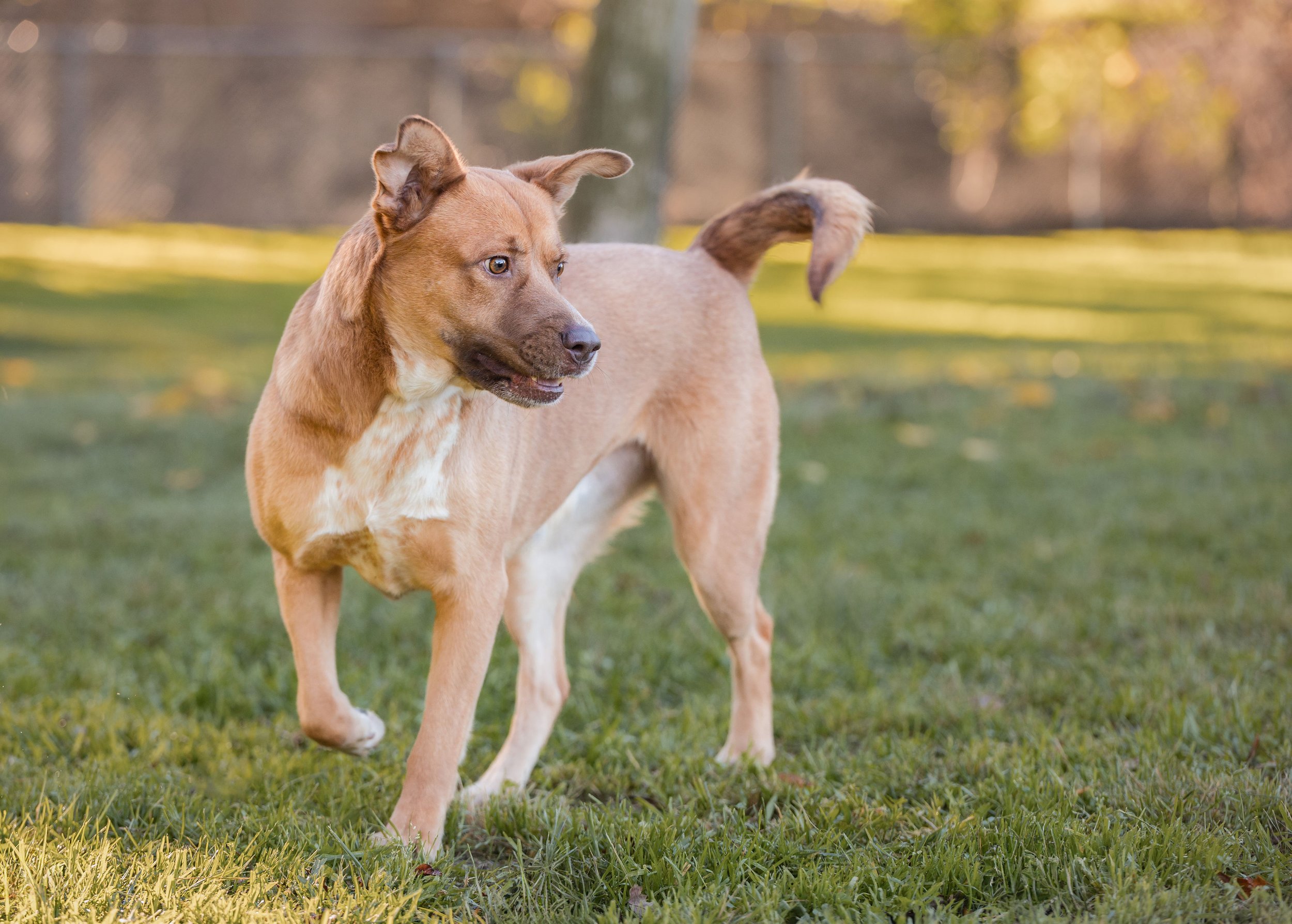 A tan and brown dog standing on grass in a park.