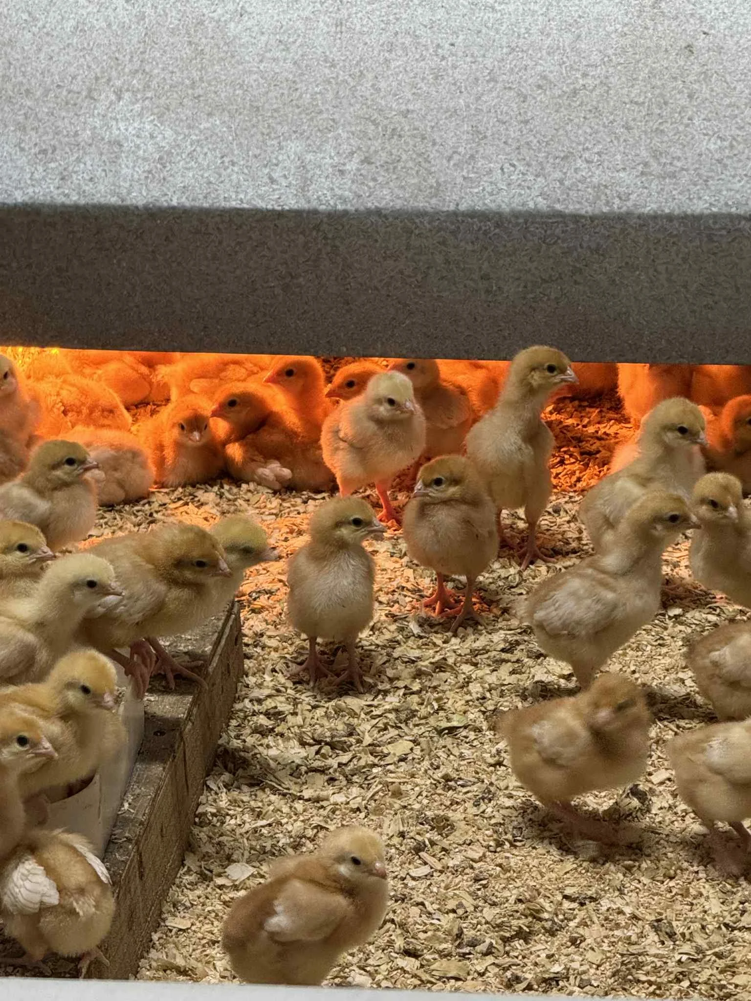 Group of yellow baby chicks in a brooding area with wood shavings, under warm orange lighting.