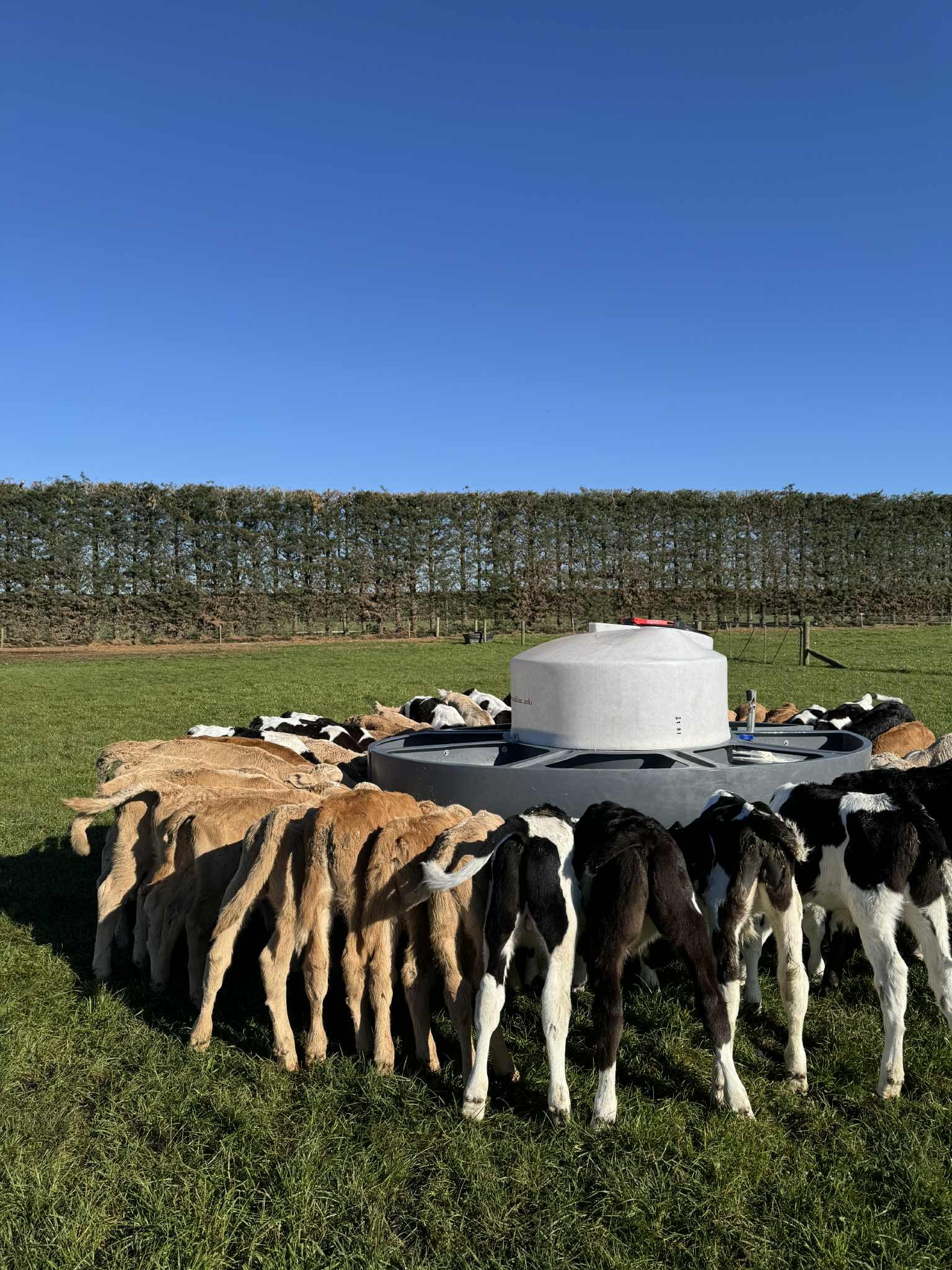 A group of calves gathered around a circular automatic waterer on a green pasture, with a hedge and a clear blue sky in the background.