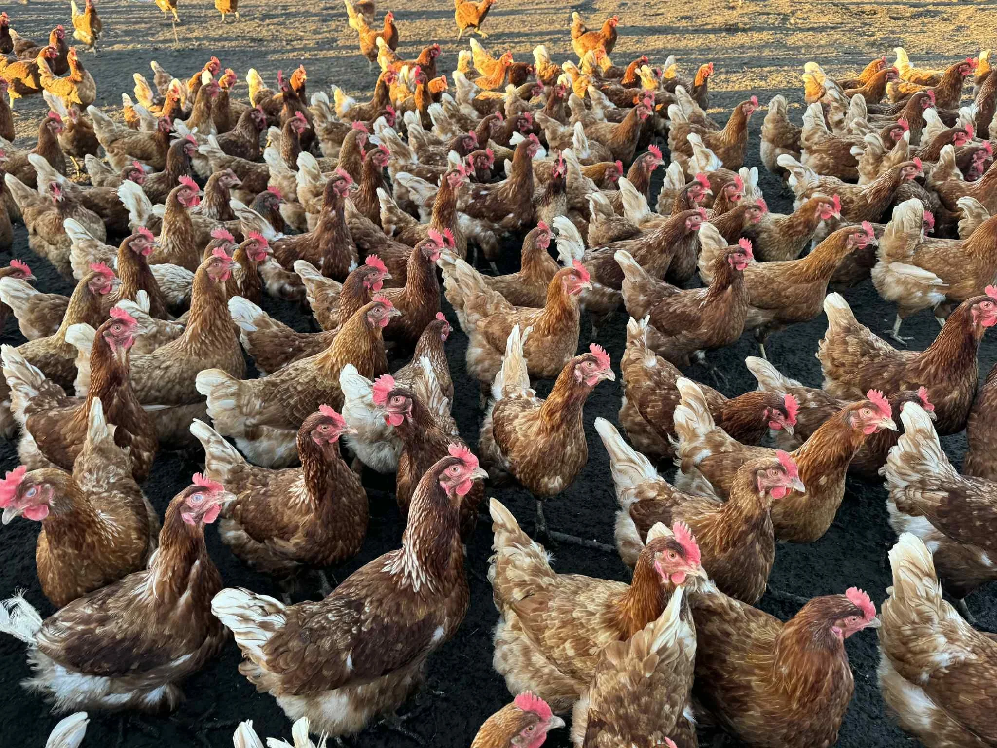 A large group of chickens walking on a dark farmyard, with some white tail feathers visible.