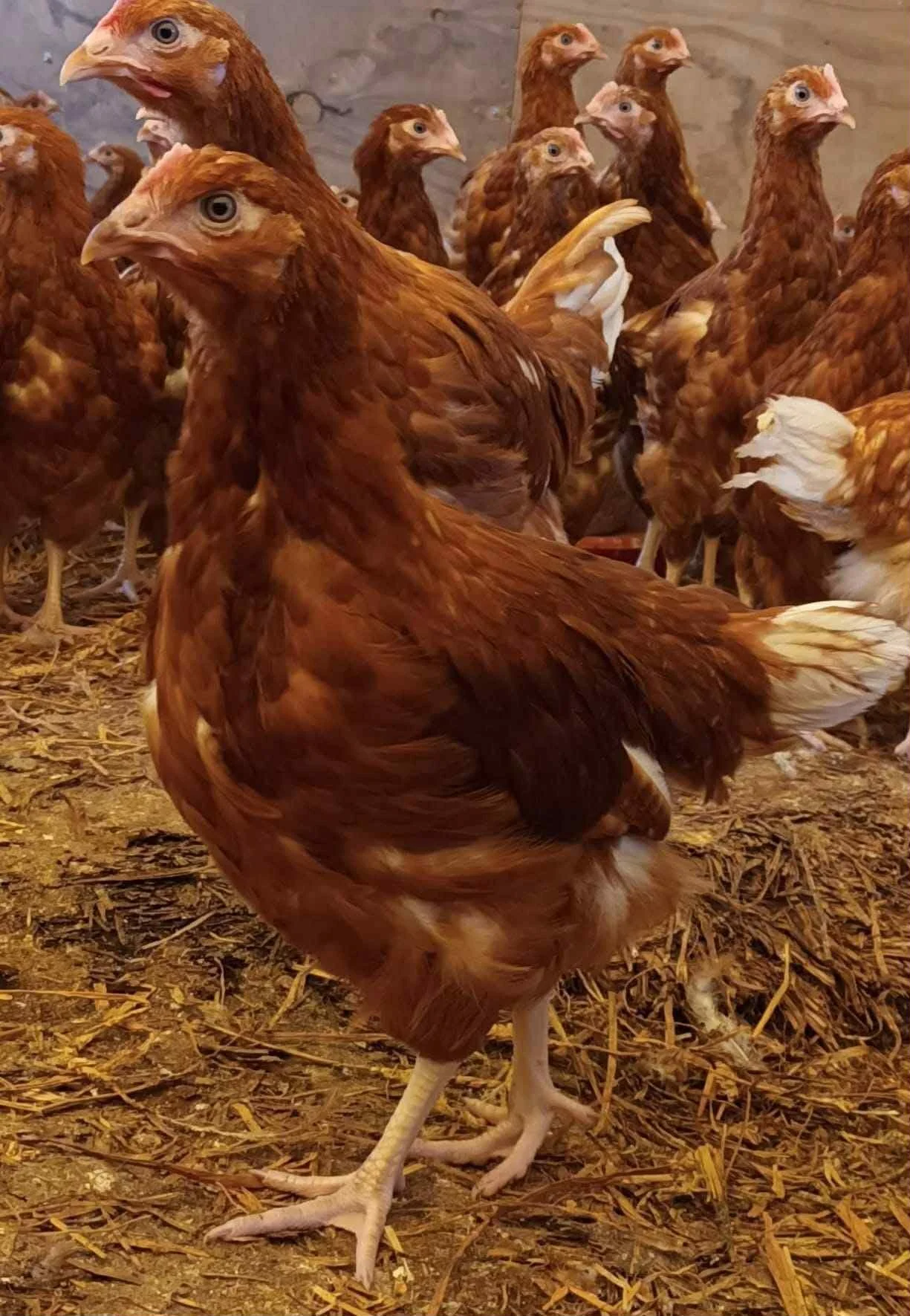 A group of brown chickens standing on straw inside a coop.