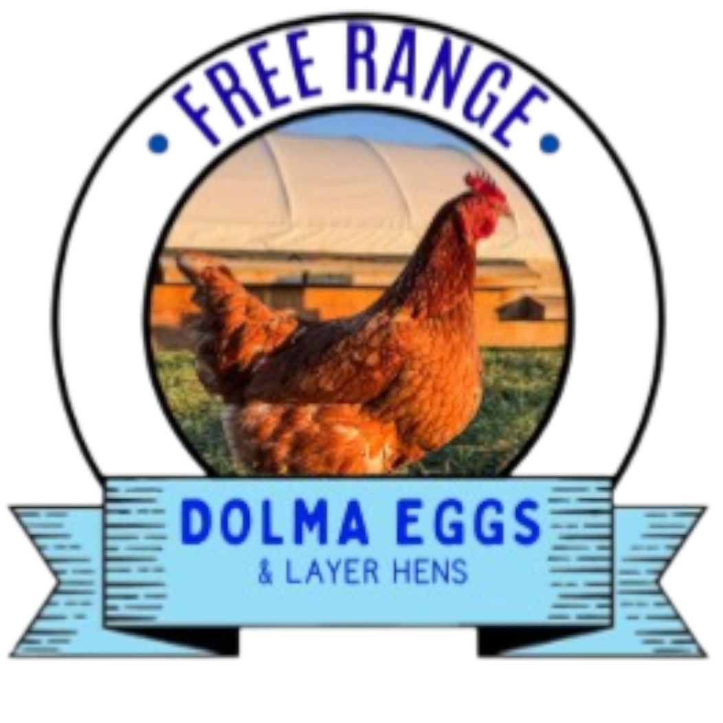 Dolma Eggs &amp; Layer Hens