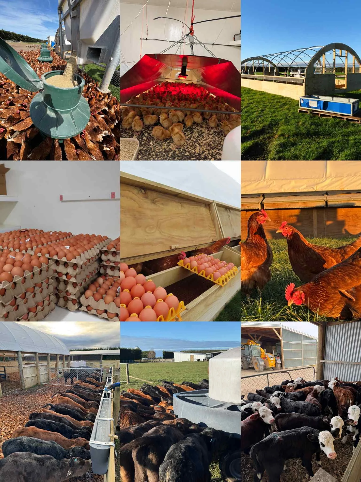 Various farm scenes including a poultry feeding system, a hatchery with chicks under heat lamps, a greenhouse, egg trays with brown and pink eggs, chickens in nesting boxes and free-range chickens in a coop, and calves in a farm pen.