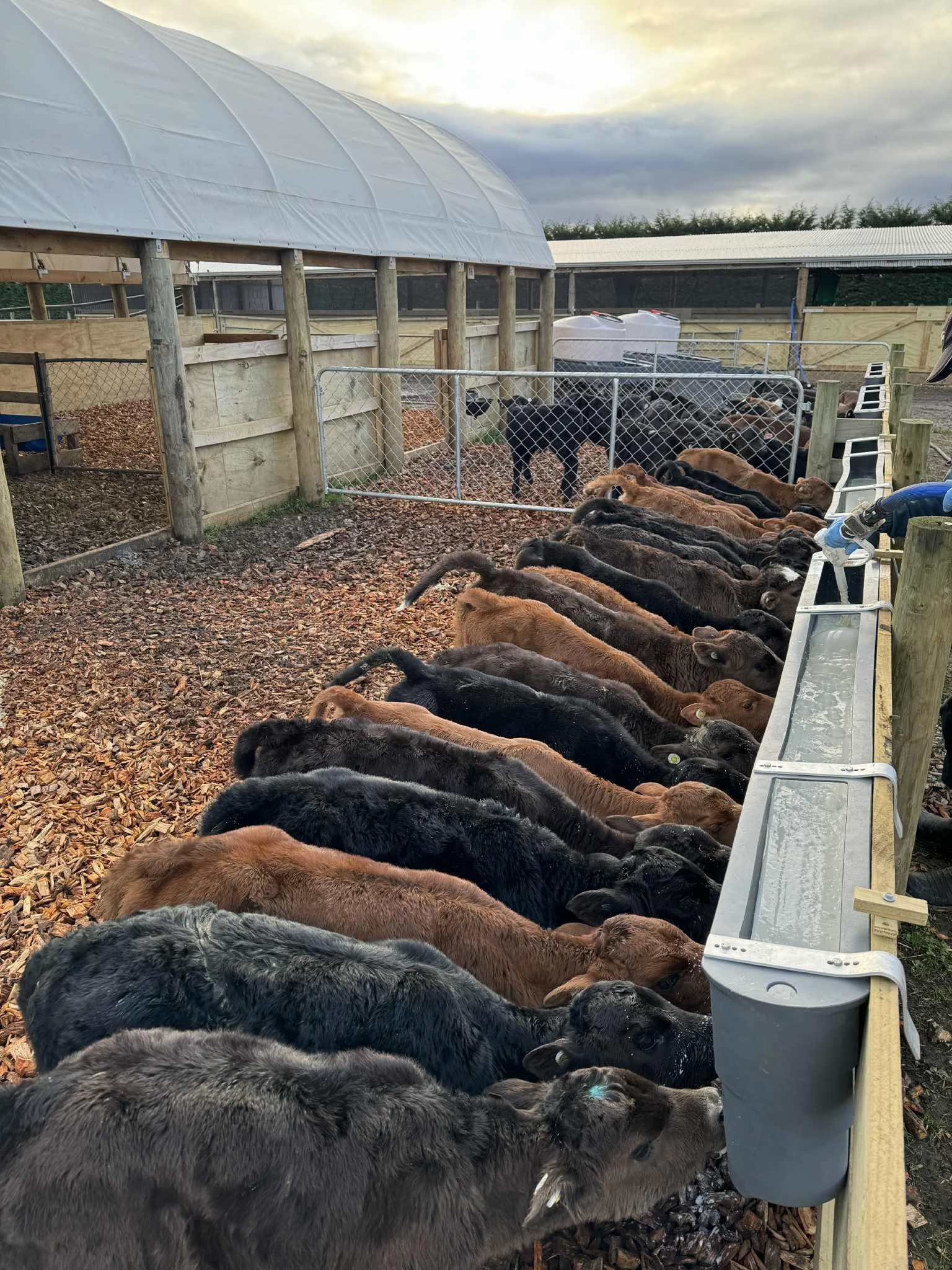 Cattle in a pen, feeding from a long trough with a water faucet, on a farm with greenhouses and cloudy sky in the background.