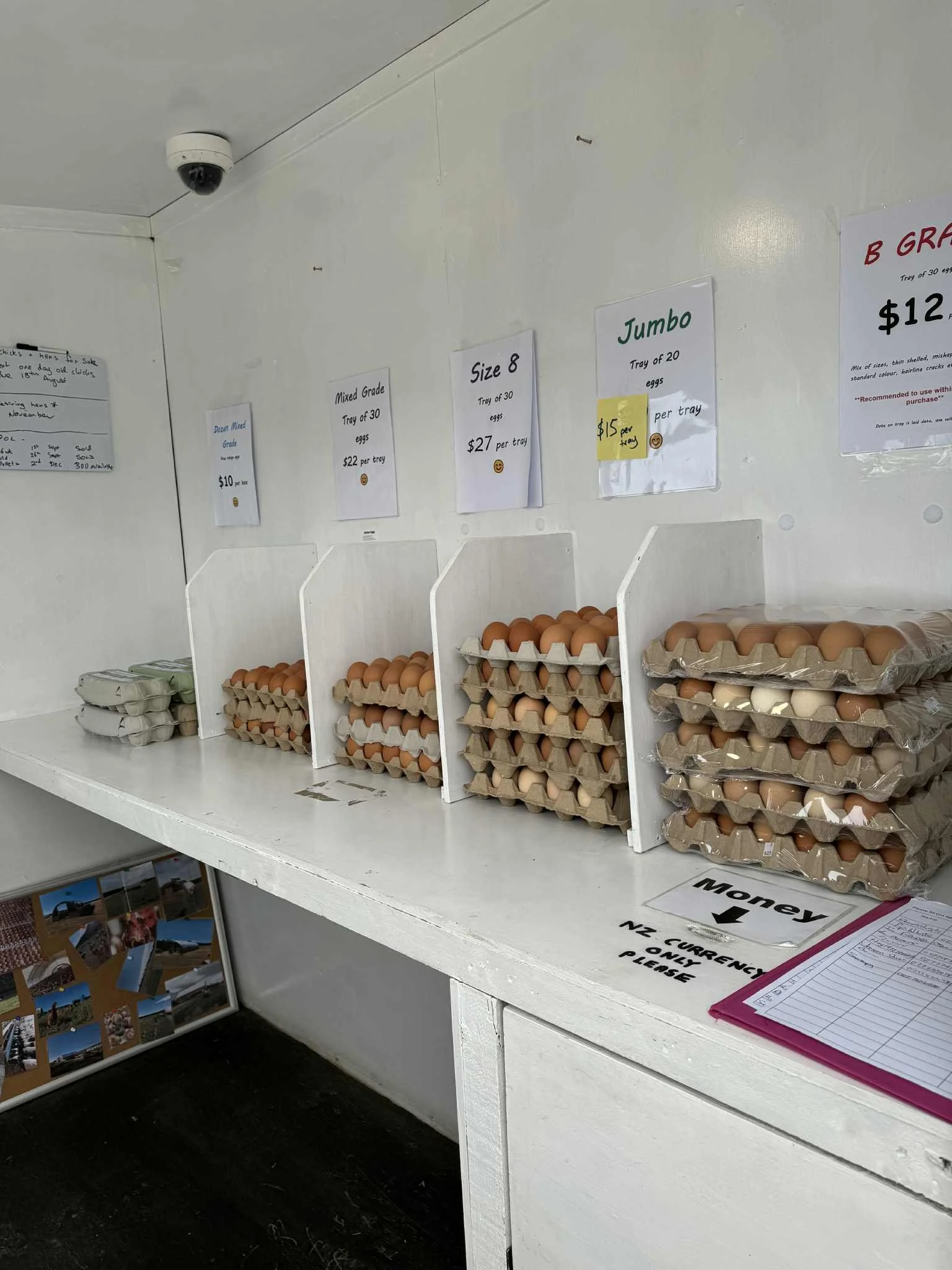 Eggs for sale in cartons arranged on a white counter with pricing signs above, including mixed grade, size 8, jumbo, and B grade. A sign indicates acceptance of NZ currency only, with a folder and photos below.