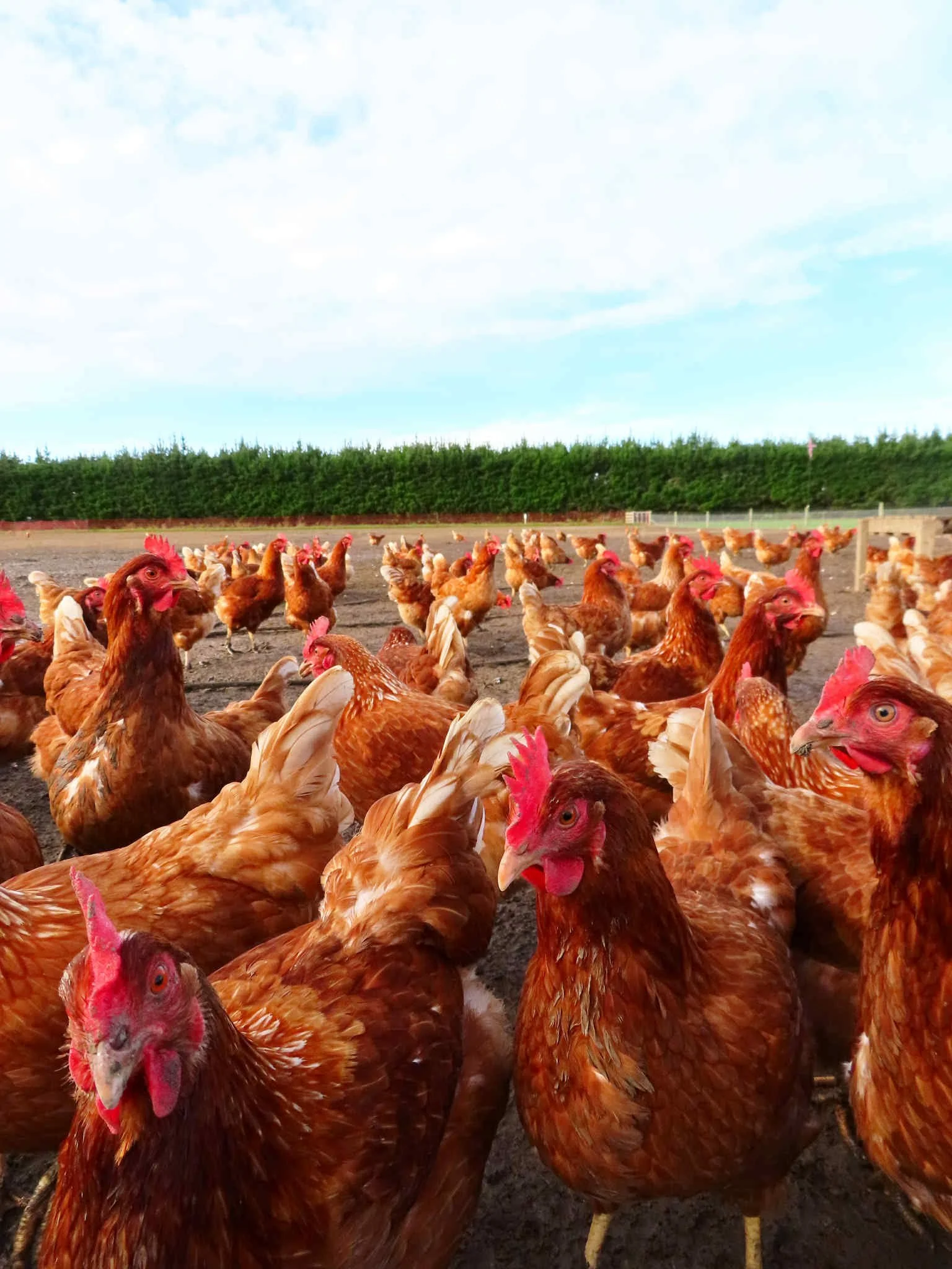Group of chickens on a farm with a green hedge and blue sky in the background.