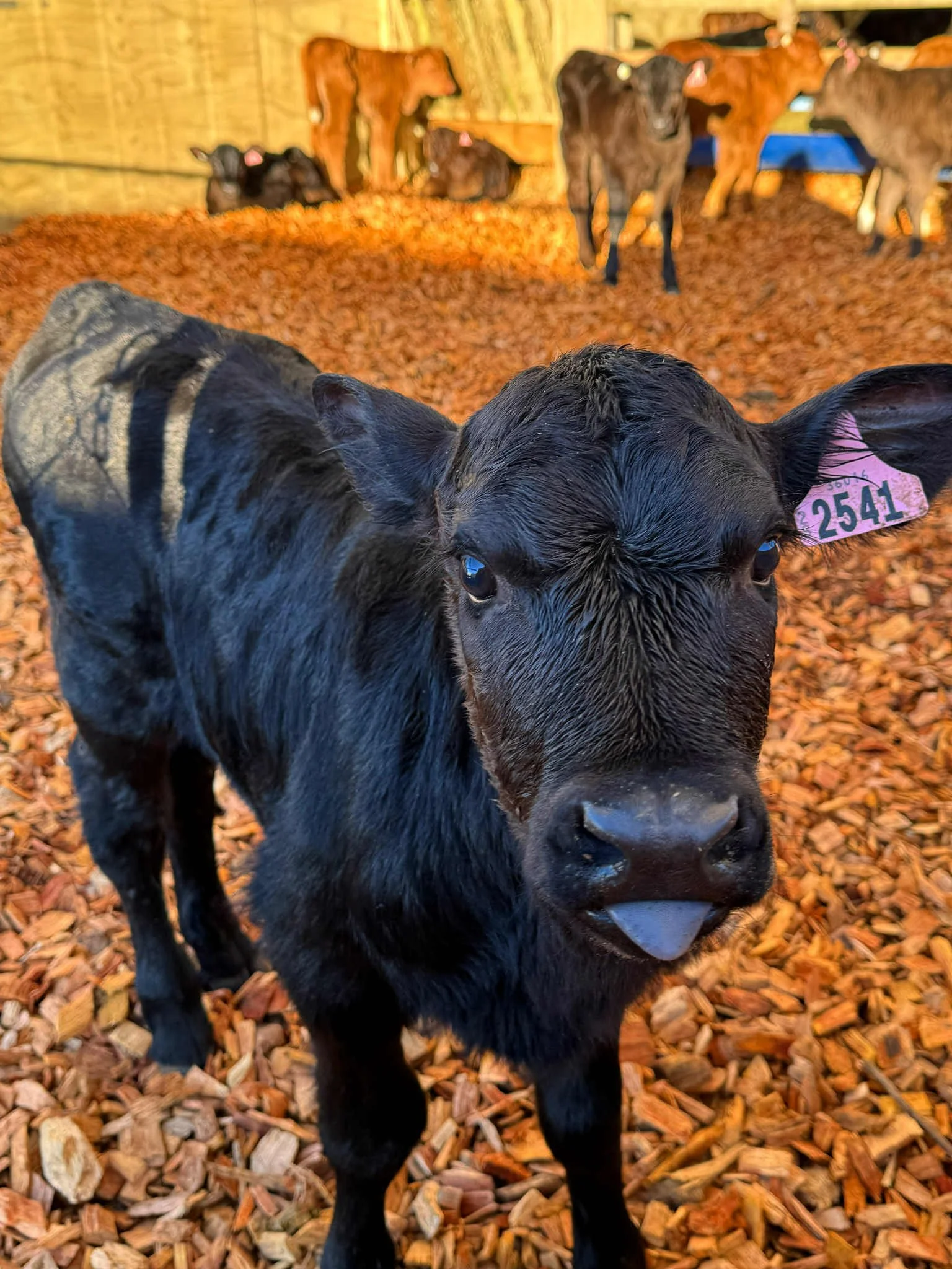 Close-up of a young black calf with a pink ear tag number 2541, standing on wood chips in a barn or stable. Several other calves are visible in the background.