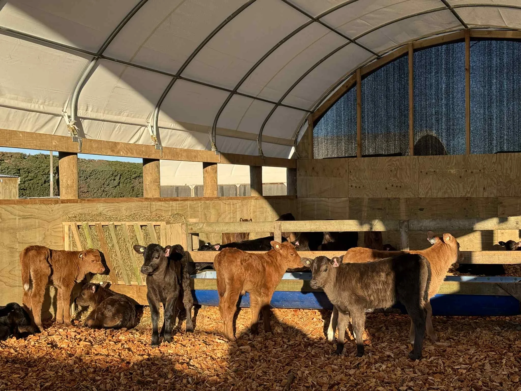 A group of young calves inside a barn with a curved roof, some standing and some lying on the wood and bark bedding.