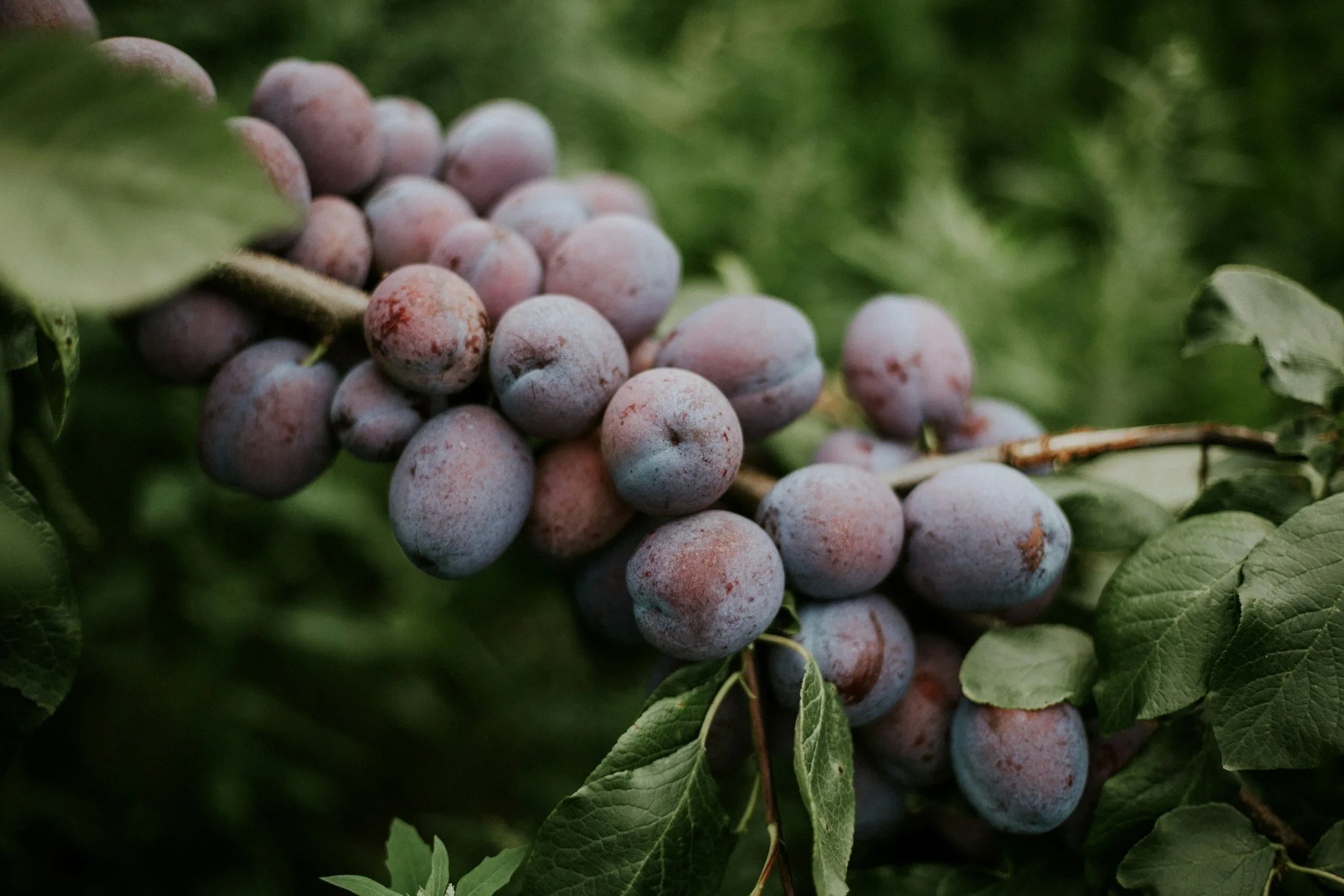 Harvesting with Humility