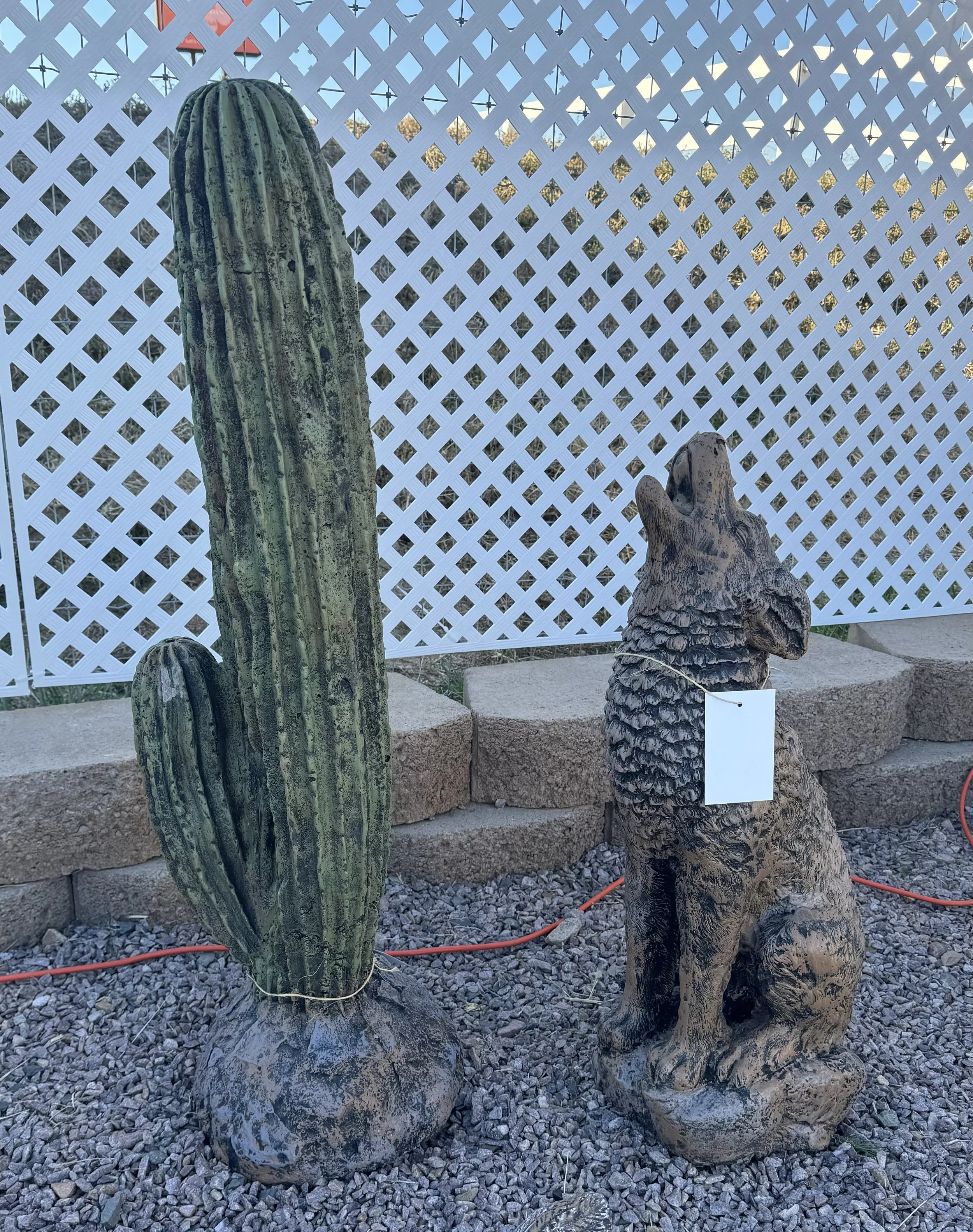 Coyote and cactus.jpg