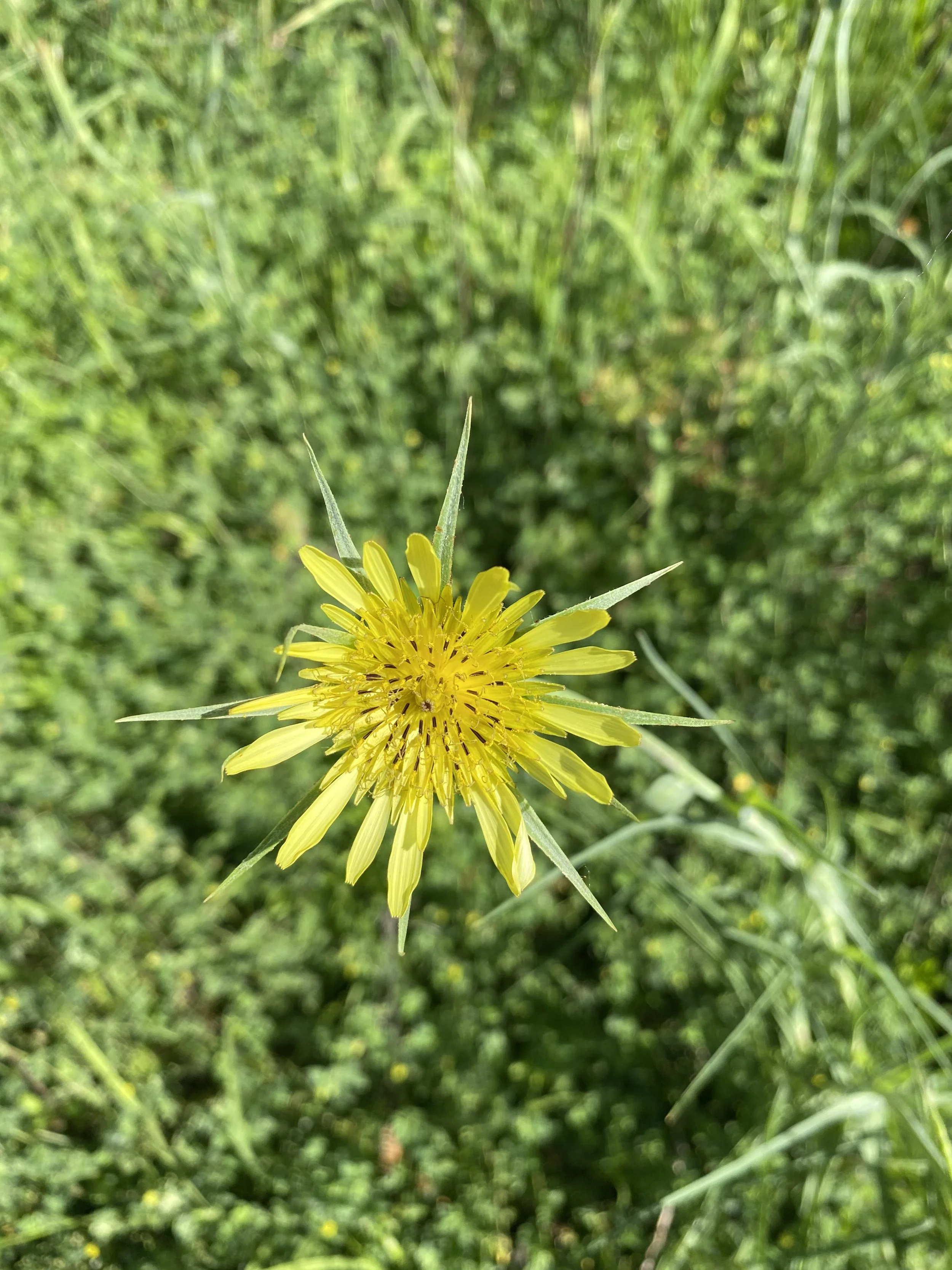 Cleansing: blood, liver