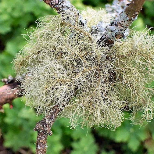 Wildcrafting in the Field: Location TBA