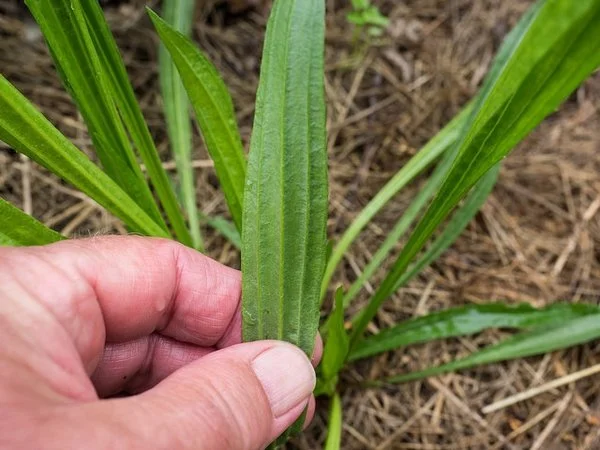 Wild Weeds: Children &amp; Elderly
