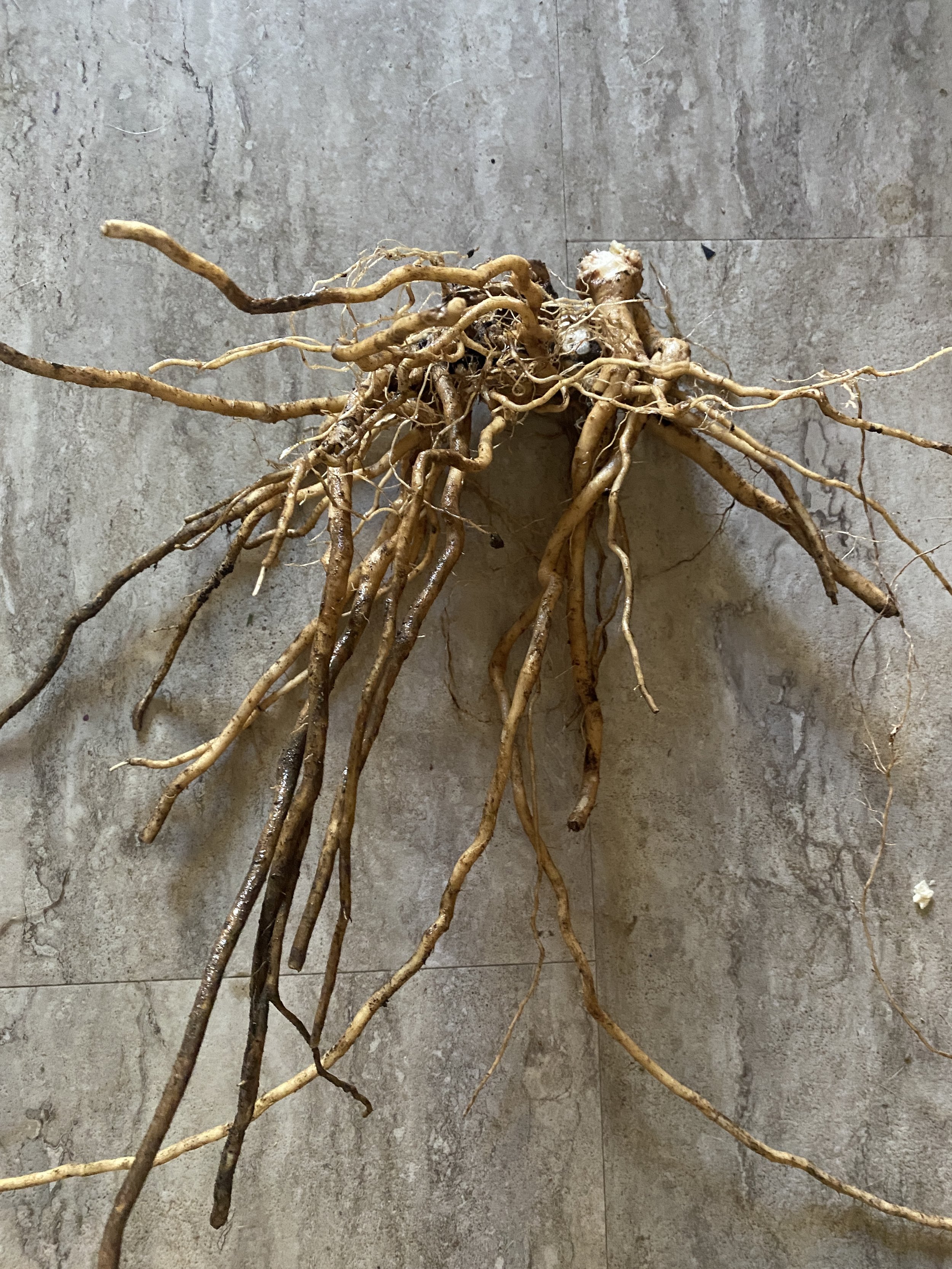 Balance: Nervous system