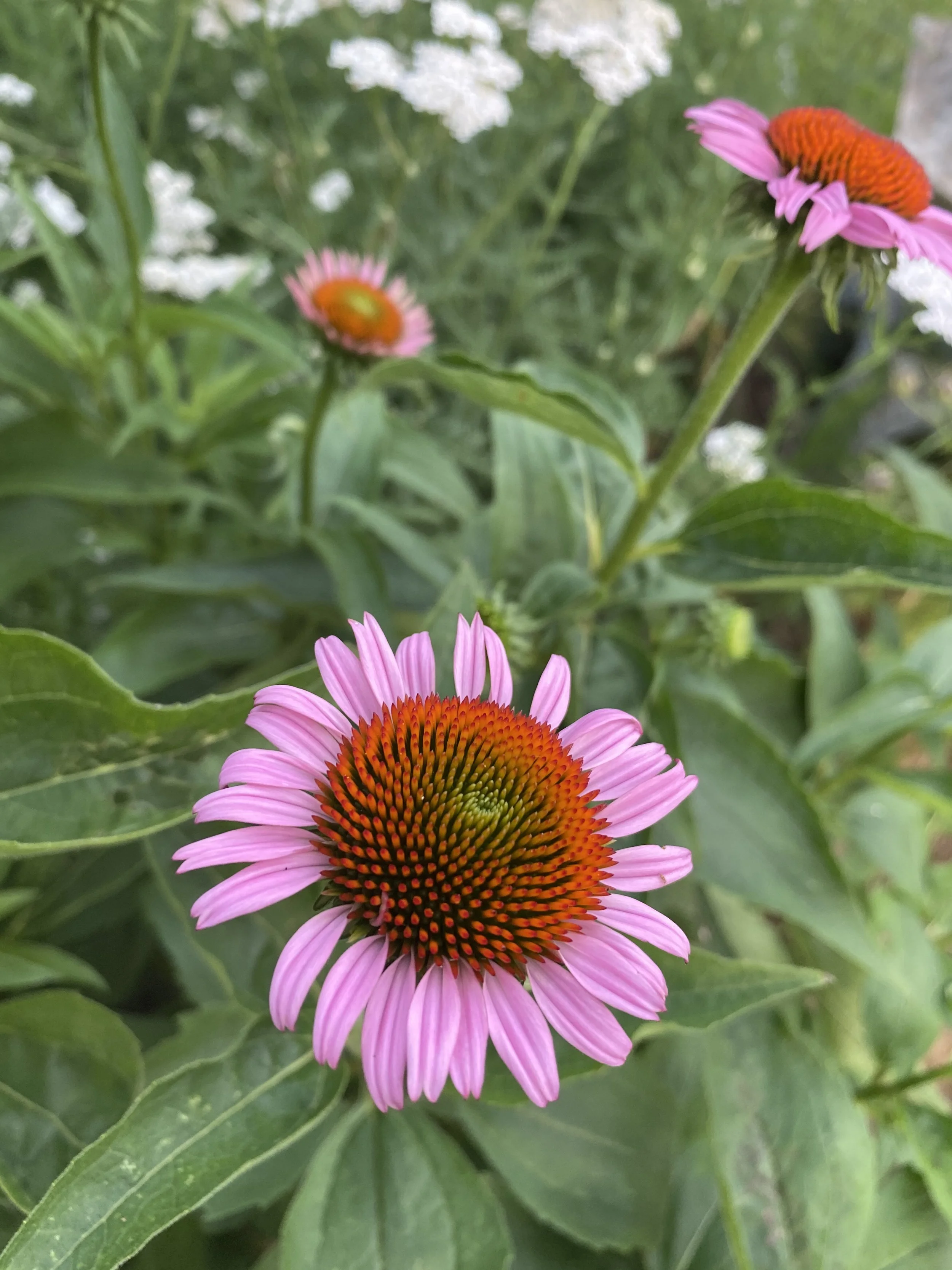 Prevention: Immunity