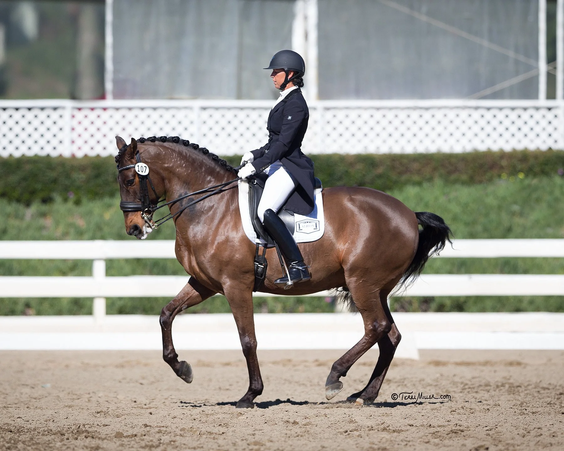 Zamorin_Medium_15SDFEB-1284_TerriMiller-(ZF-4875-31374-3-001).jpg