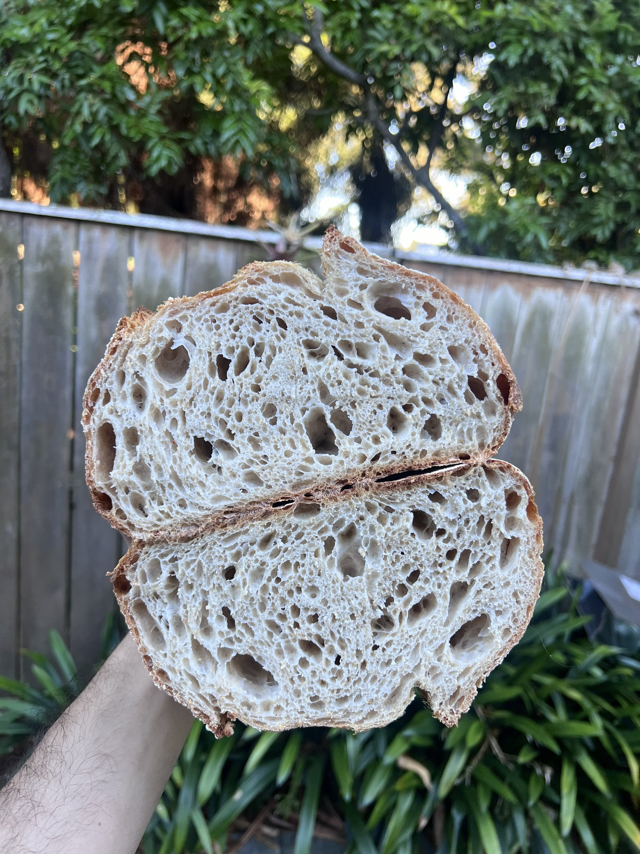  No-Knead Sourdough Bread