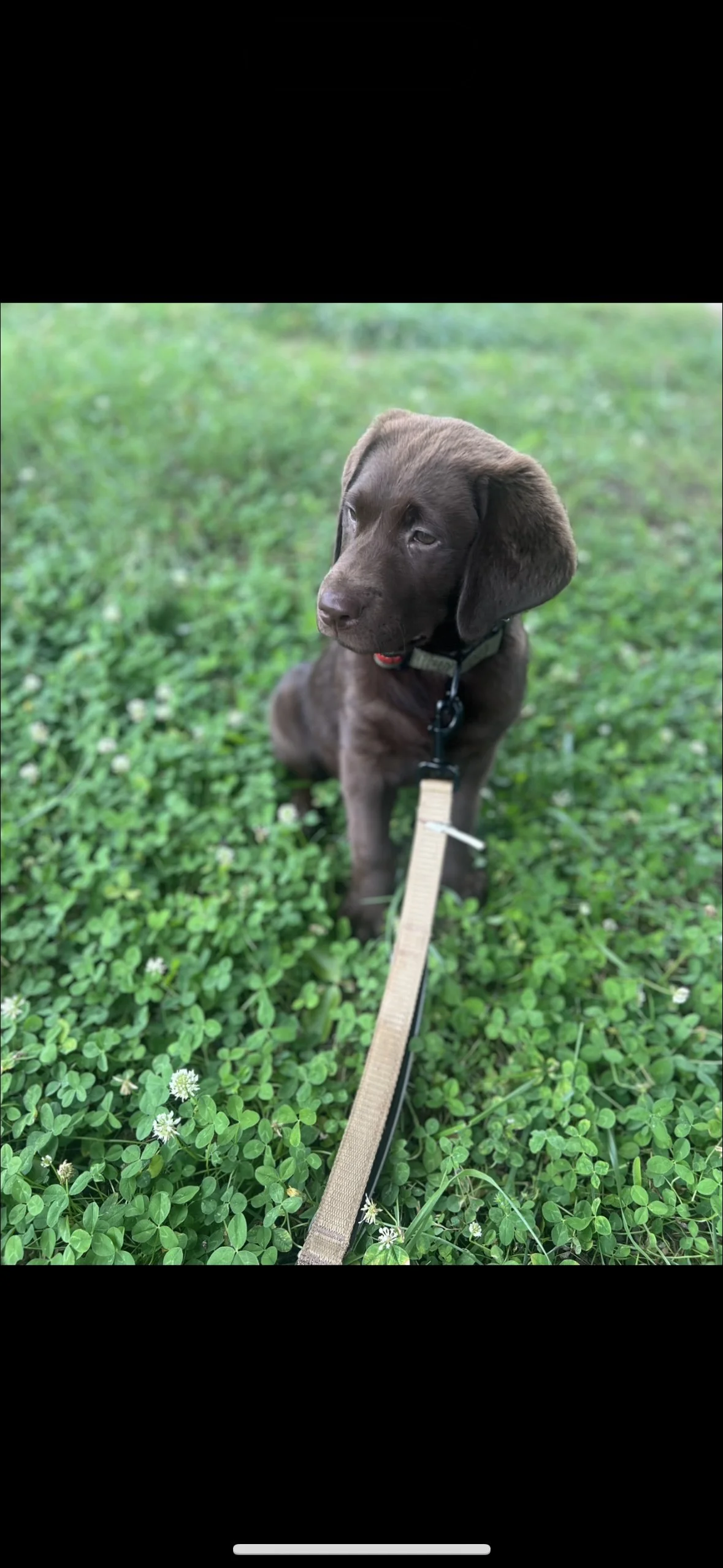 A brown puppy sitting on green grass with white small flowers, wearing a collar and attached to a leash.