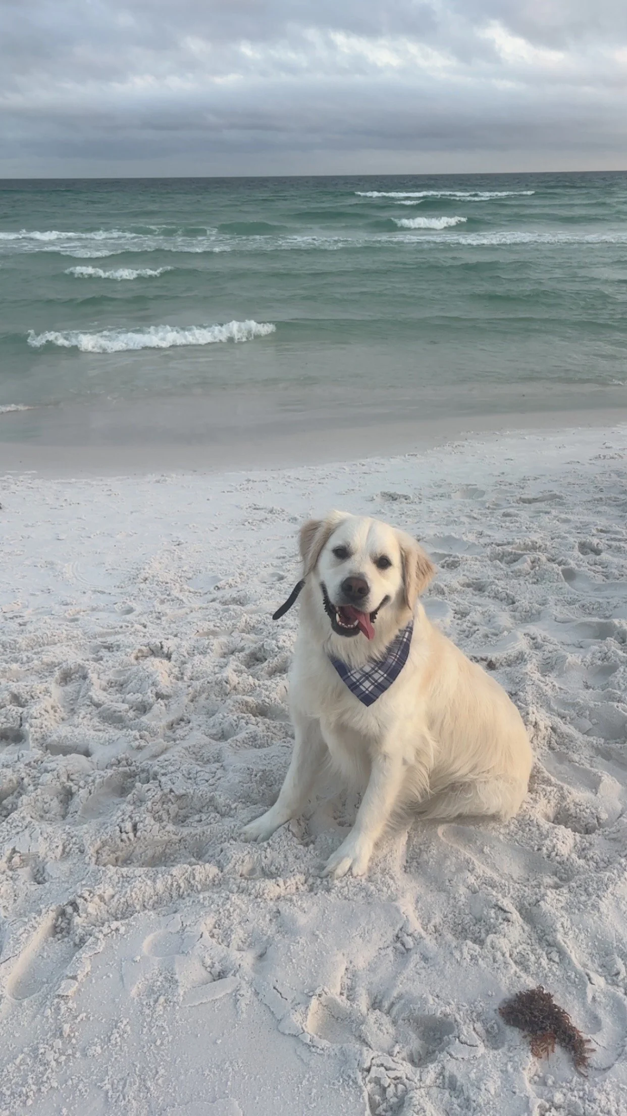 A happy Golden Retriever wearing a plaid bandana sitting on a sandy beach with an ocean and cloudy sky in the background.