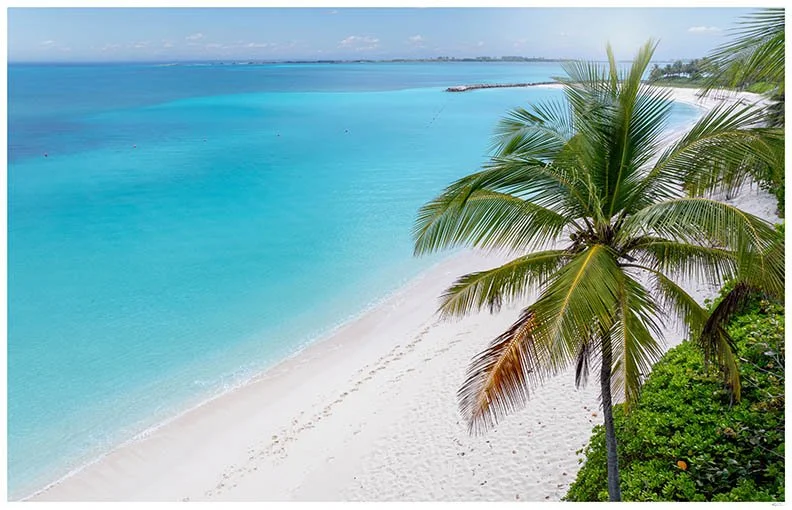 Palm Tree Paradise