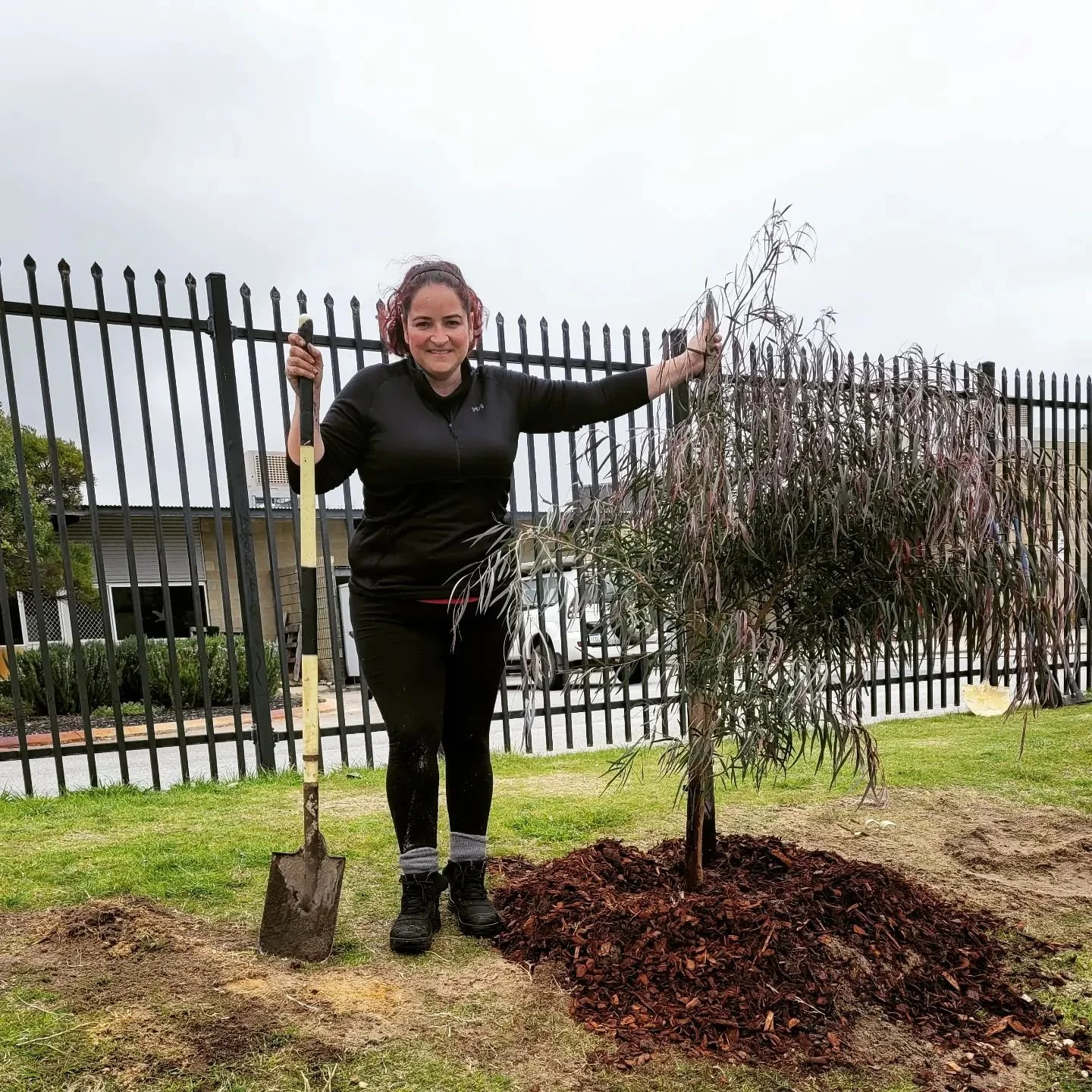 A woman standing outdoors, holding a shovel and planting a small tree.