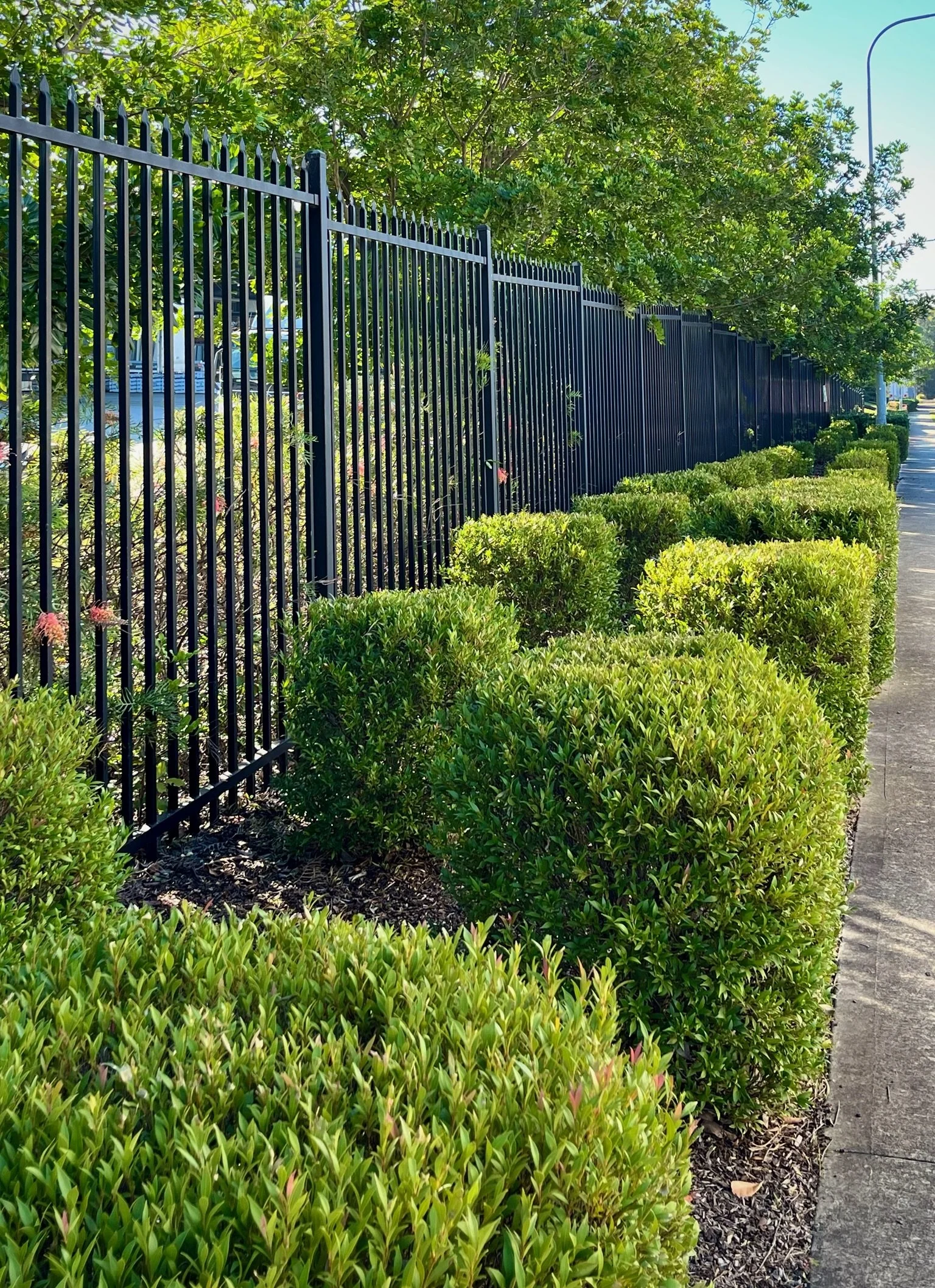 Commercial Landscape Maintenance