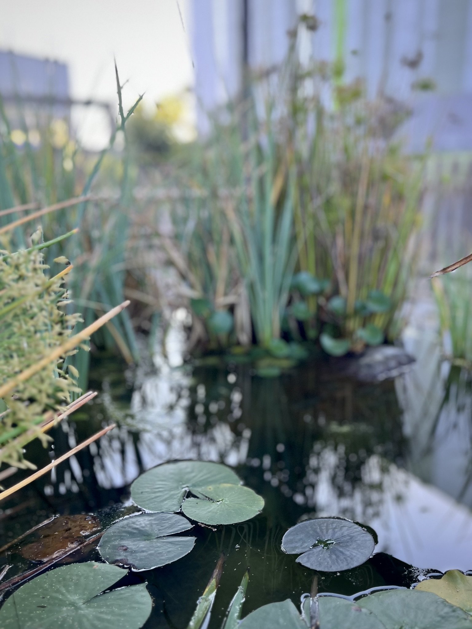 Water Feature
