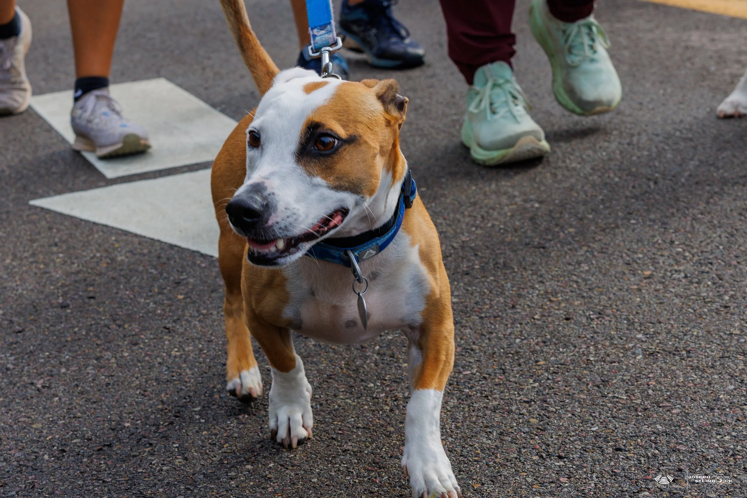 A happy brown and white dog on a blue leash walking on a paved surface, with people and their legs visible in the background.