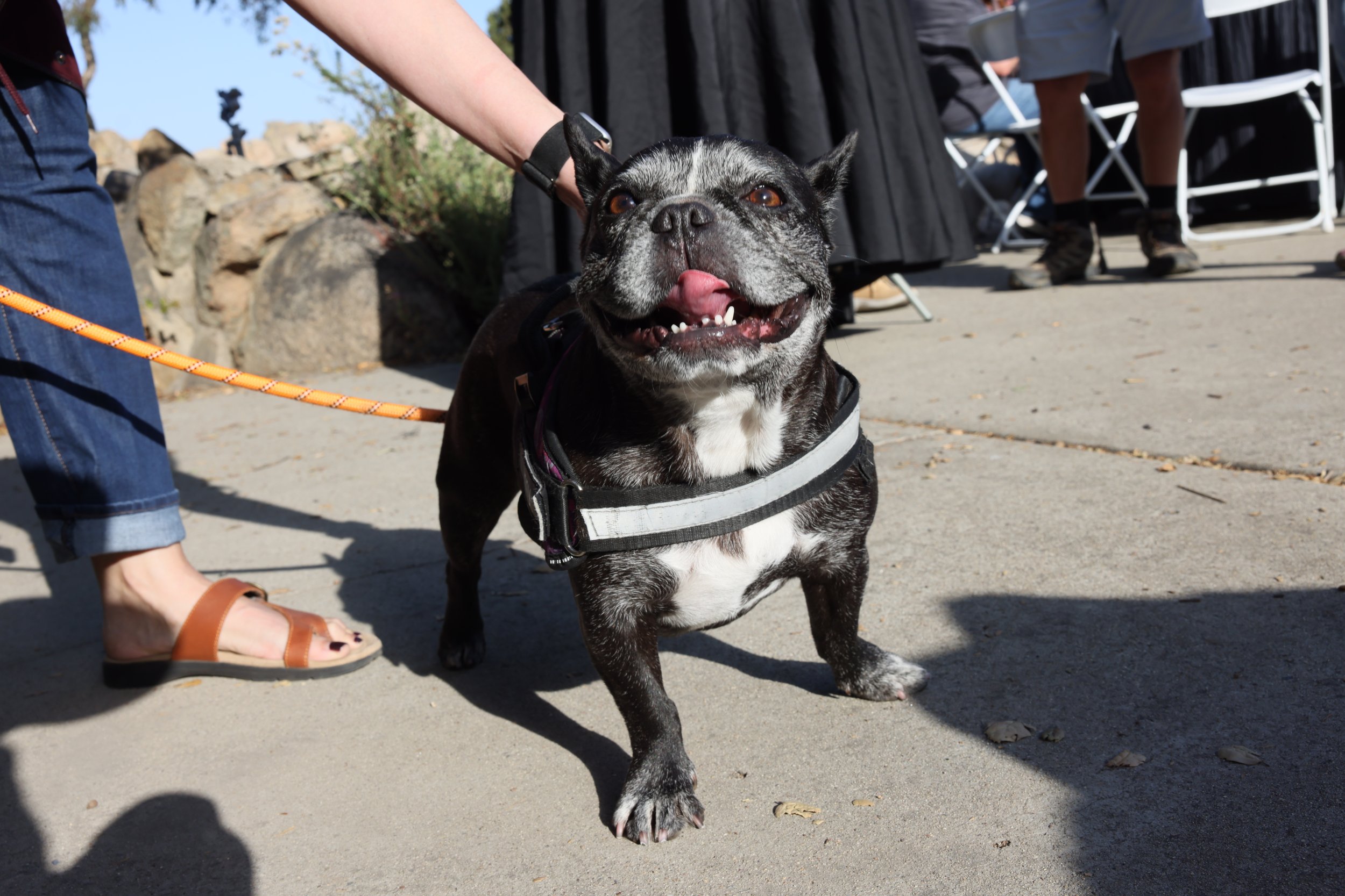 Smiling black and white French Bulldog on a leash outdoors with people and chairs in the background.