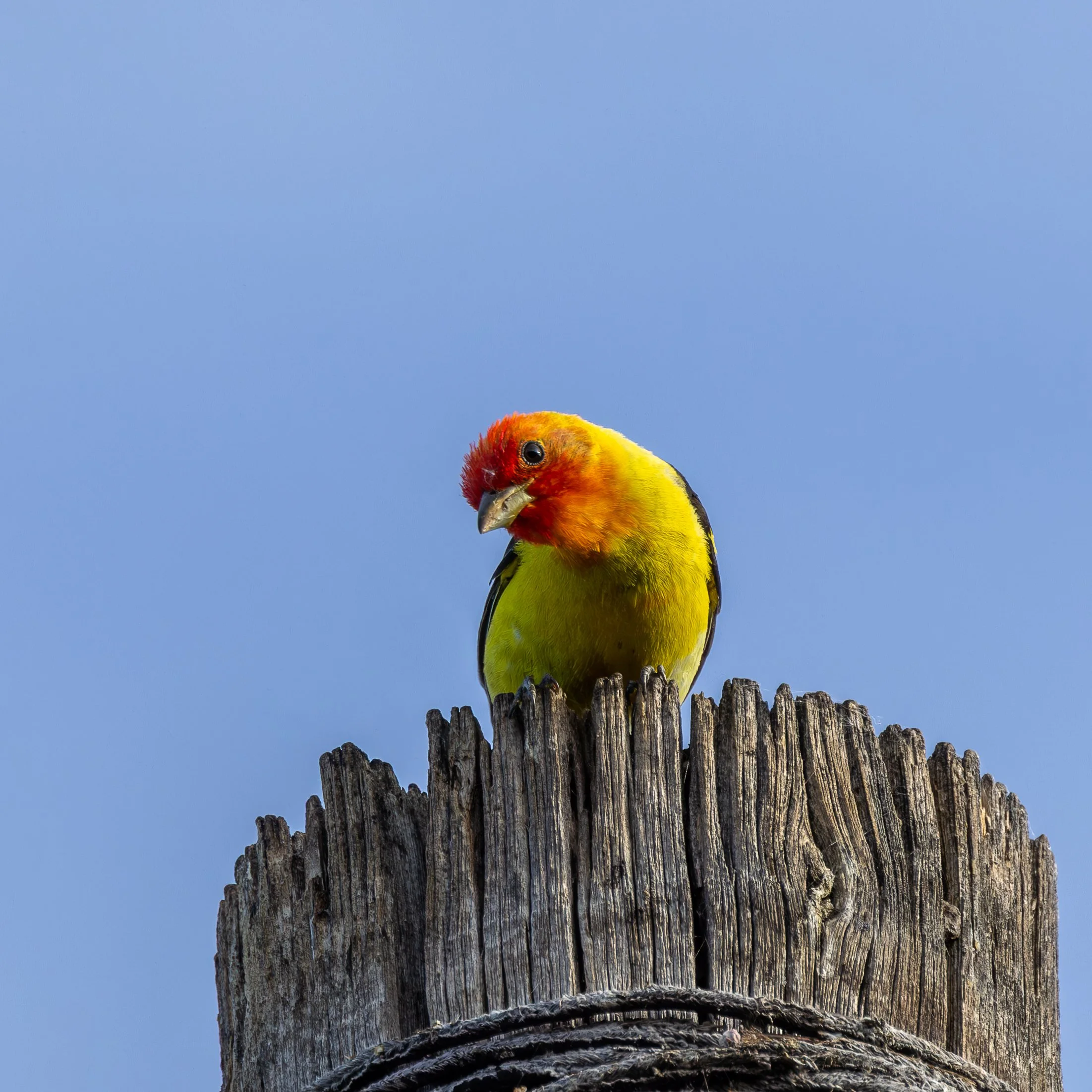A colorful bird with red, yellow, and orange feathers perched on top of a weathered wooden post against a clear blue sky.