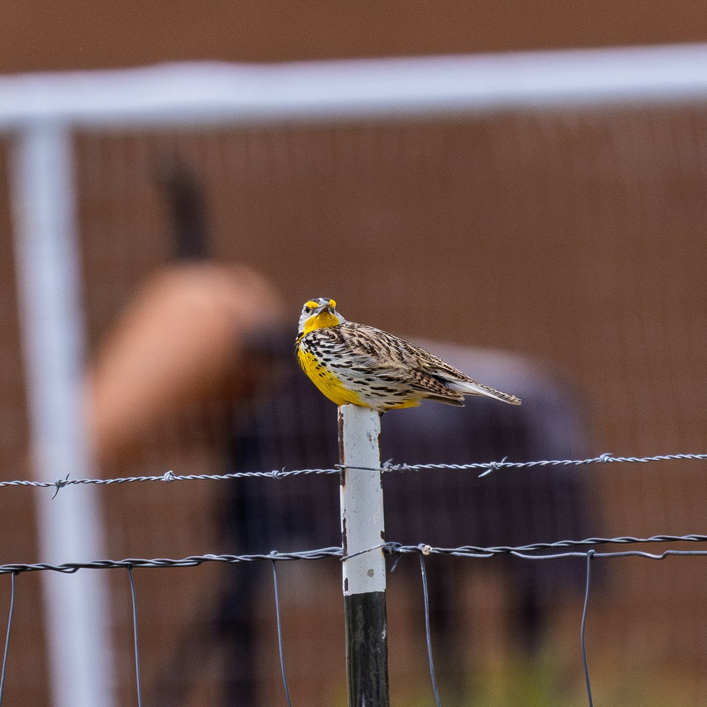 A yellow and brown bird perched on a white fence post behind a wire fence in a backyard or rural area.