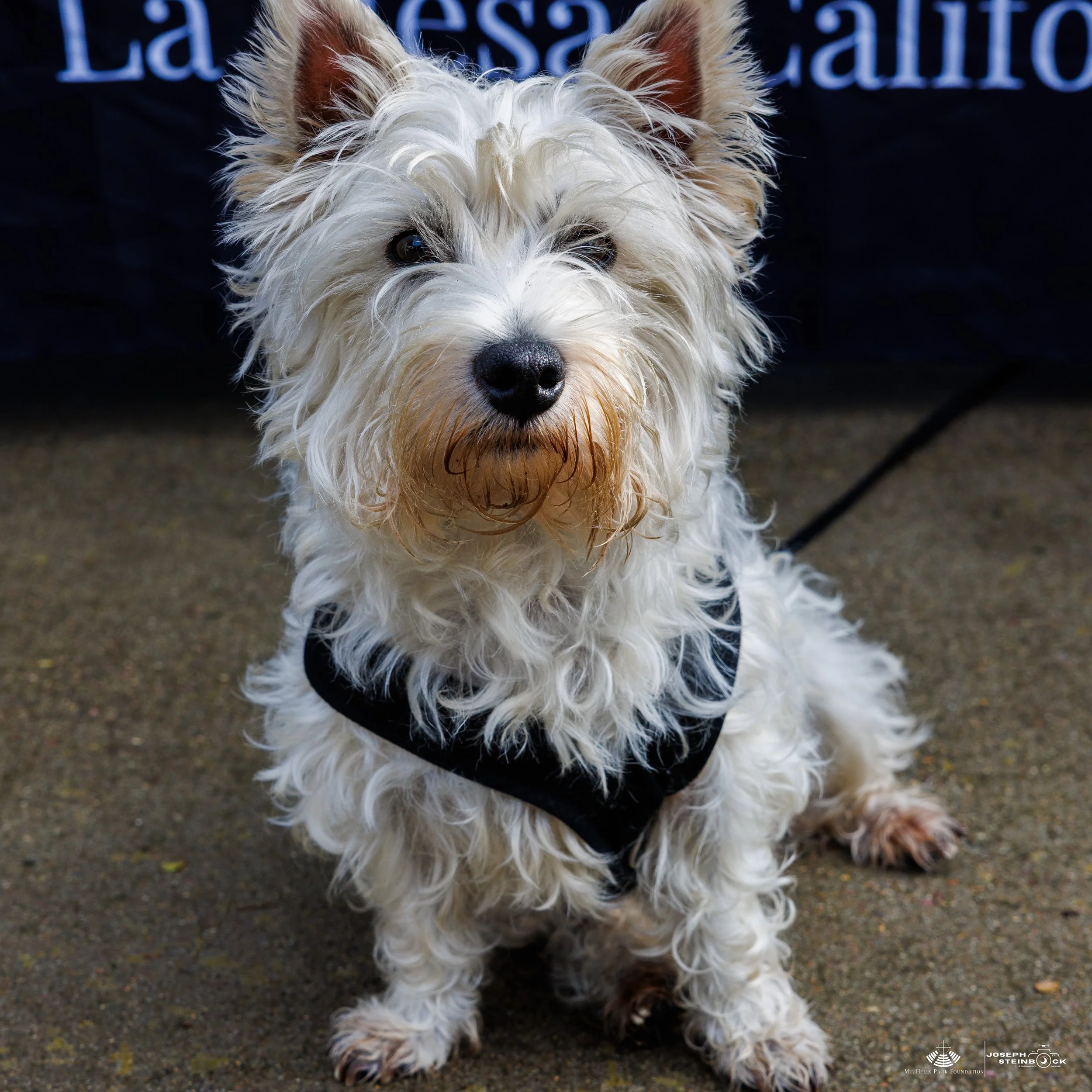 A small white dog with curly fur and a black harness sitting on a concrete surface, looking at the camera.