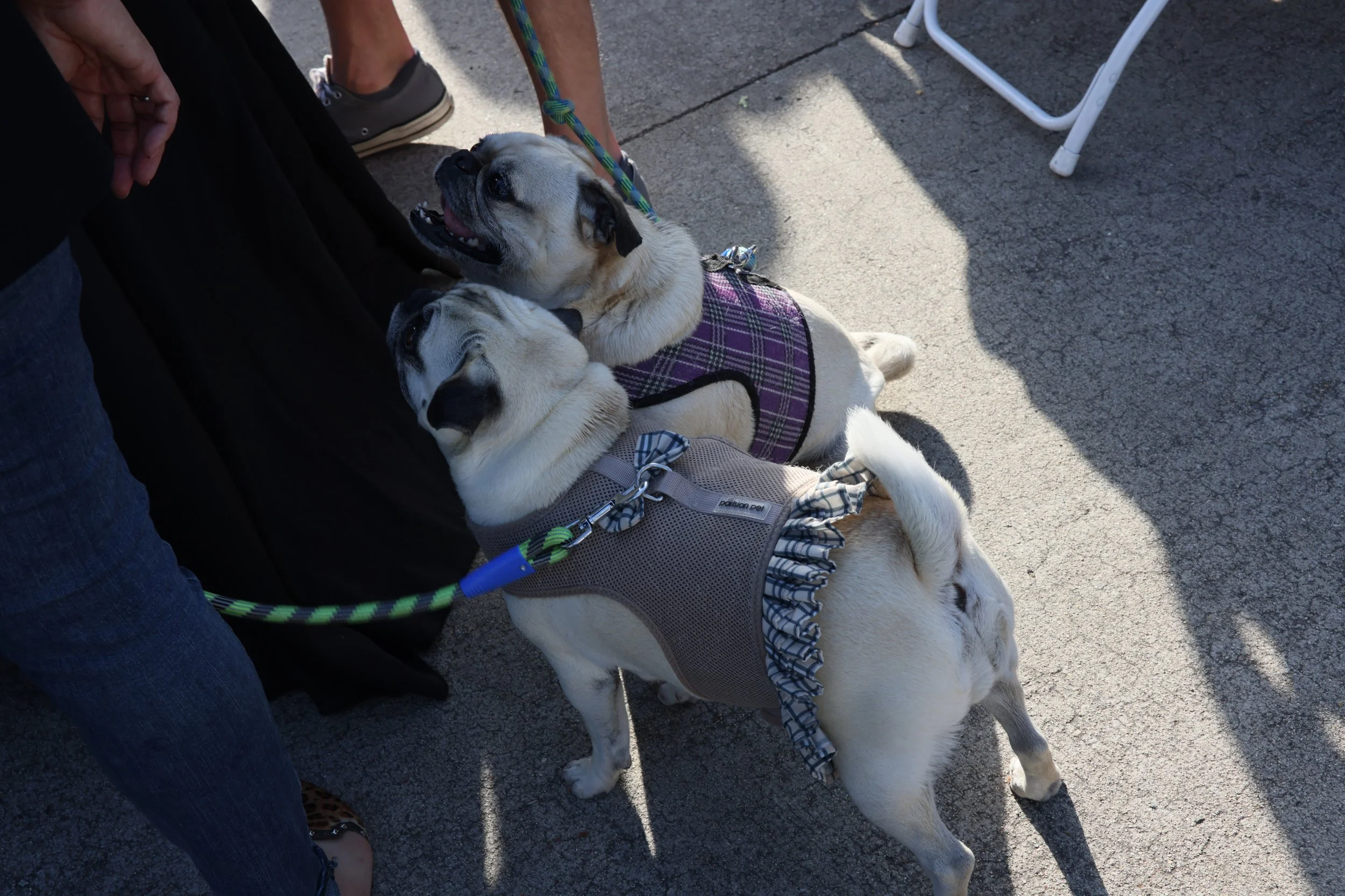 Two adorable pugs wearing stylish harnesses, looking up at a person with their faces close together outdoors on a sunny day.