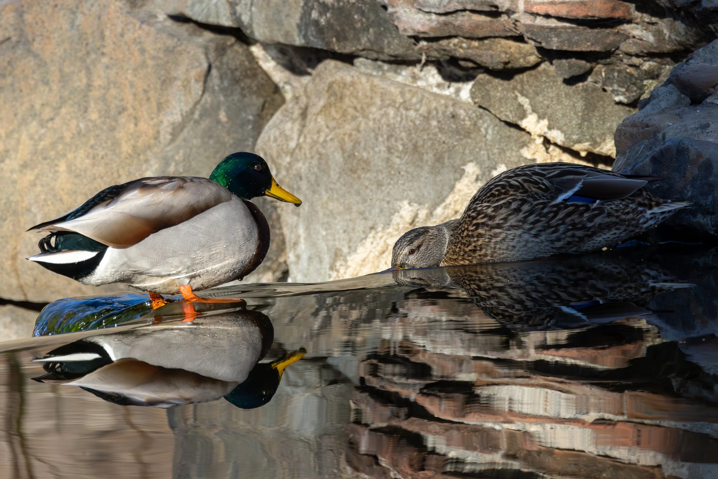 A male mallard duck standing on a rock next to a female mallard duck with the view of their reflections in the water, with a rocky background.