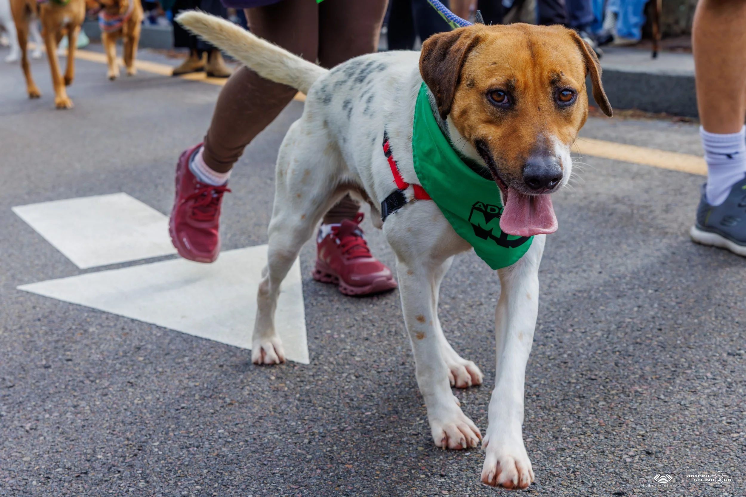 A happy dog wearing a green bandana standing on asphalt during a parade or event, surrounded by people and other dogs.