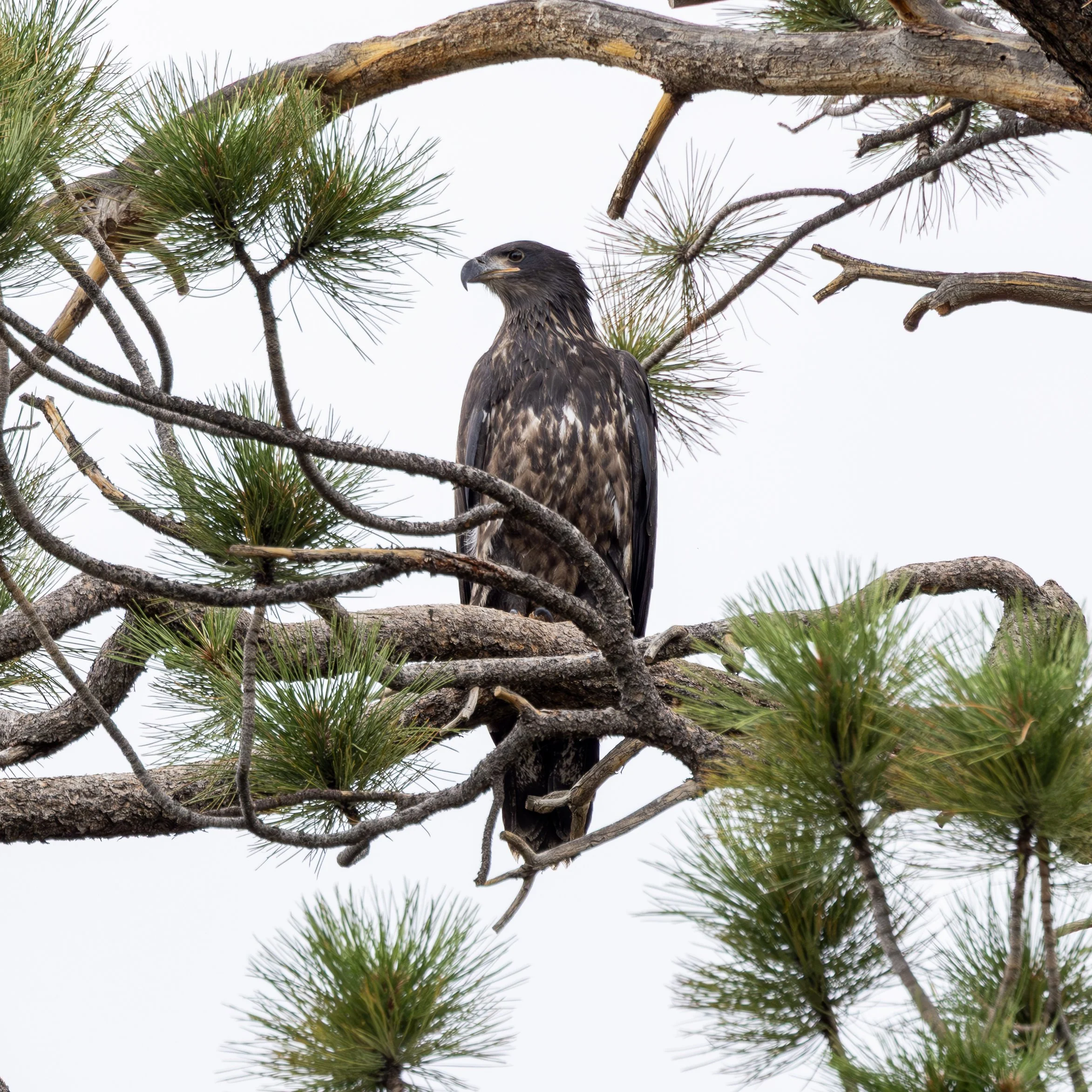 A large bird, possibly a hawk, perched on a pine tree branch among green pine needles with a plain white sky background.