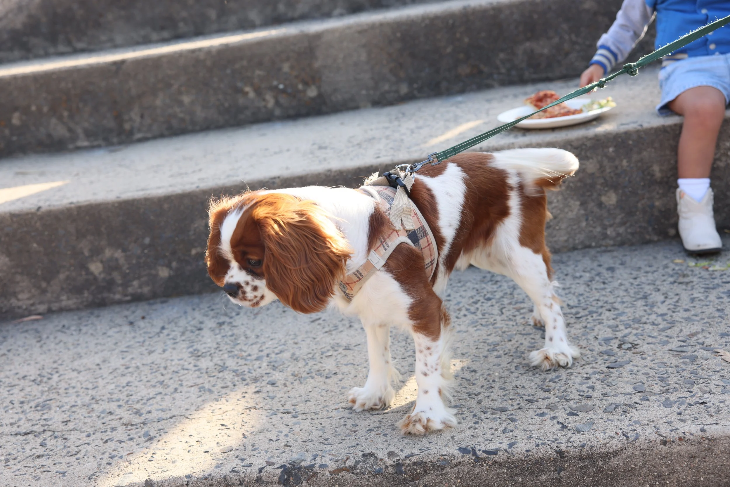 A Cavalier King Charles Spaniel dog on a leash on concrete steps with a child's legs and some food on a plate in the background.
