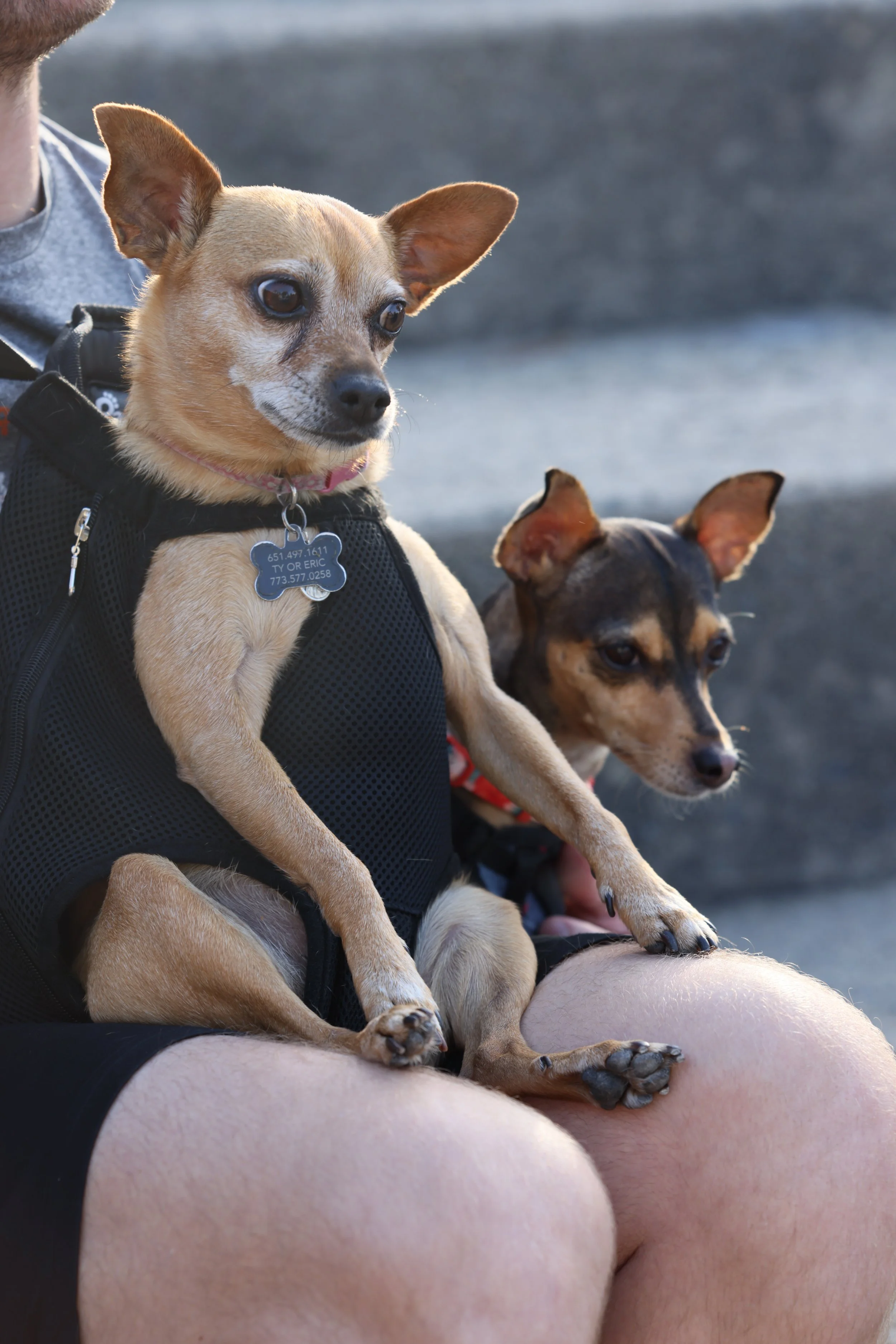 Two small dogs sitting on a person's lap, outdoors near a body of water, with both dogs looking attentively in the same direction.