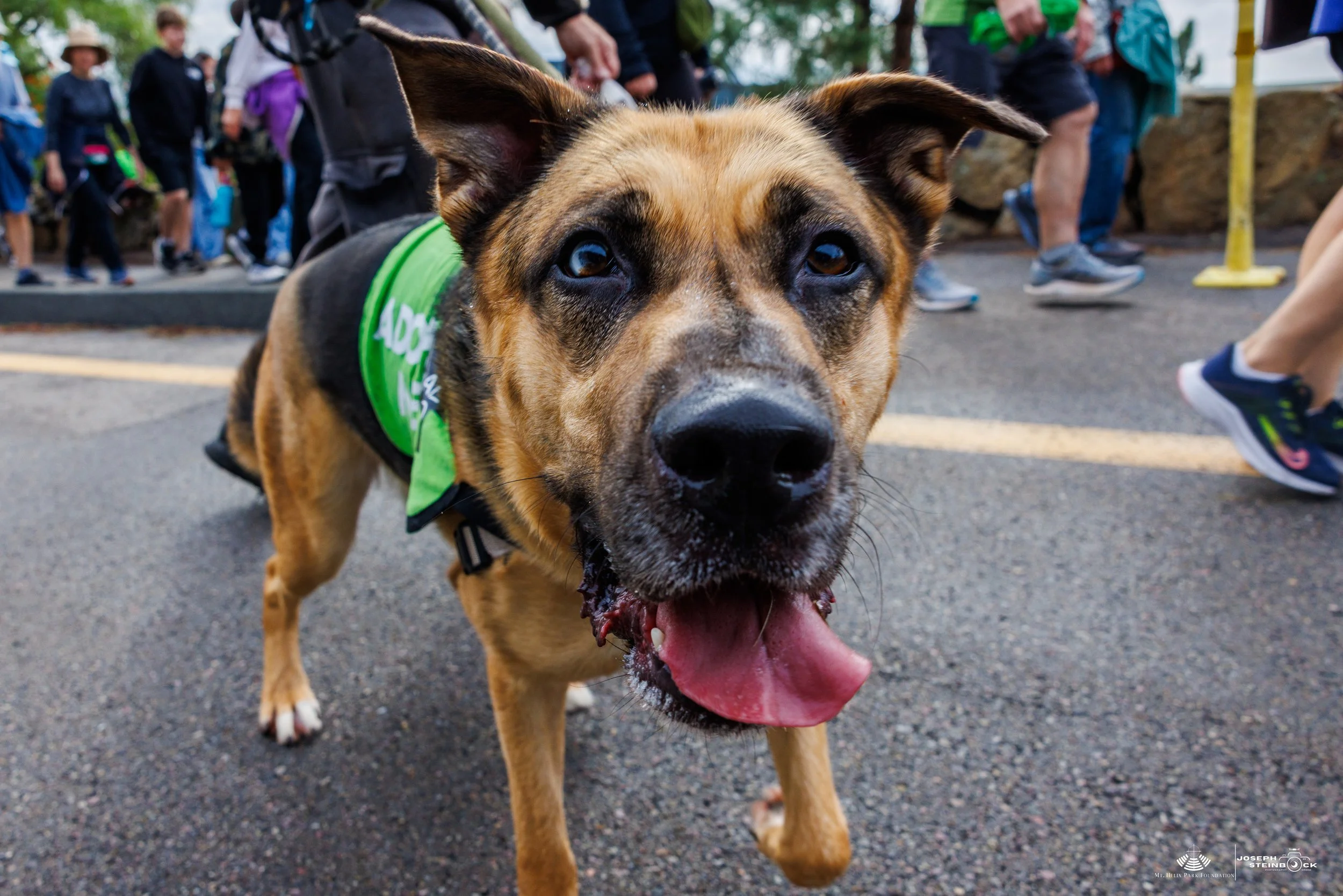 Close-up of a happy dog with a tan and black coat, tongue out, and wearing a green bandana, at an outdoor event with people in the background.