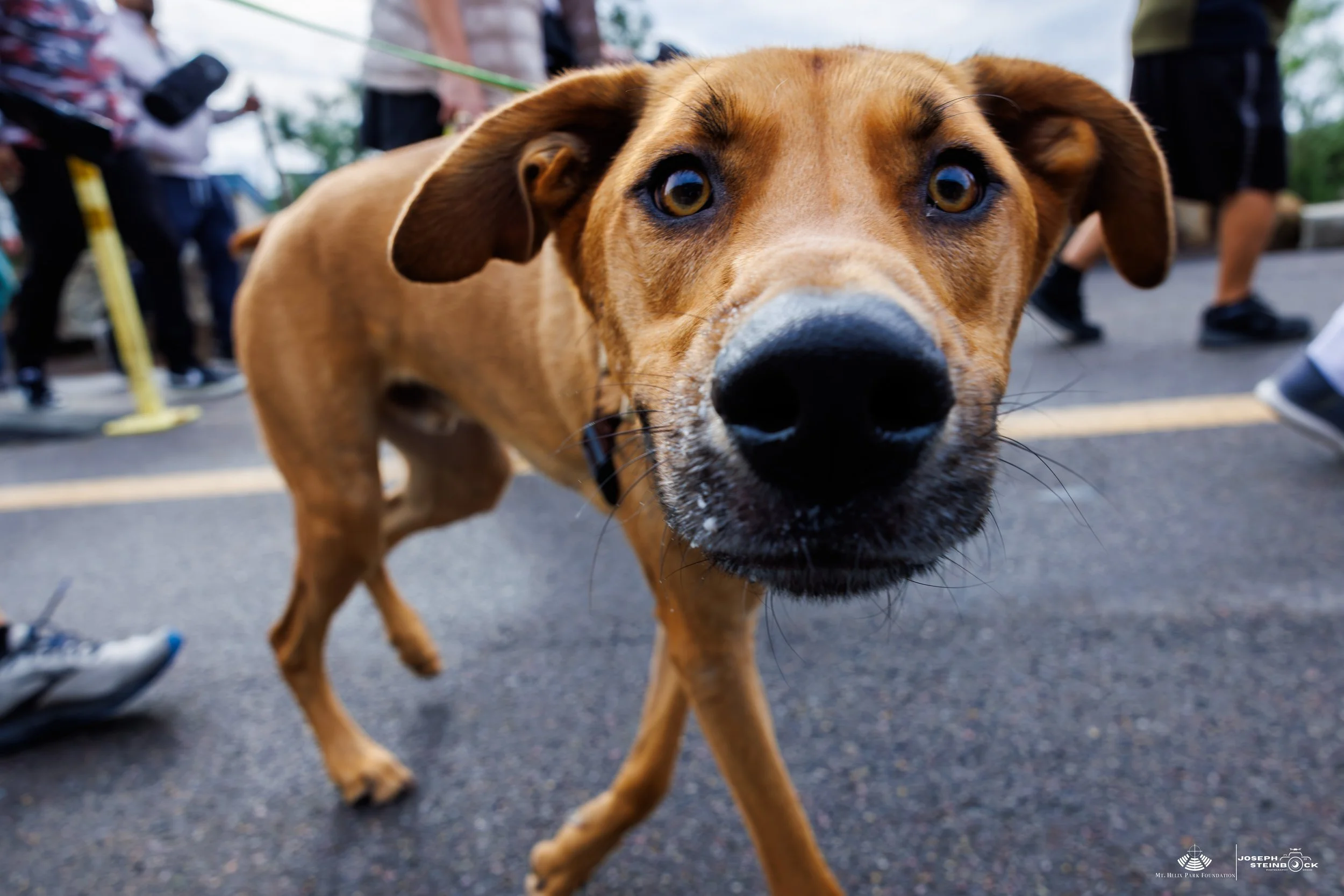 Close-up of a brown dog with yellow eyes sniffing the camera lens, surrounded by people on a street.