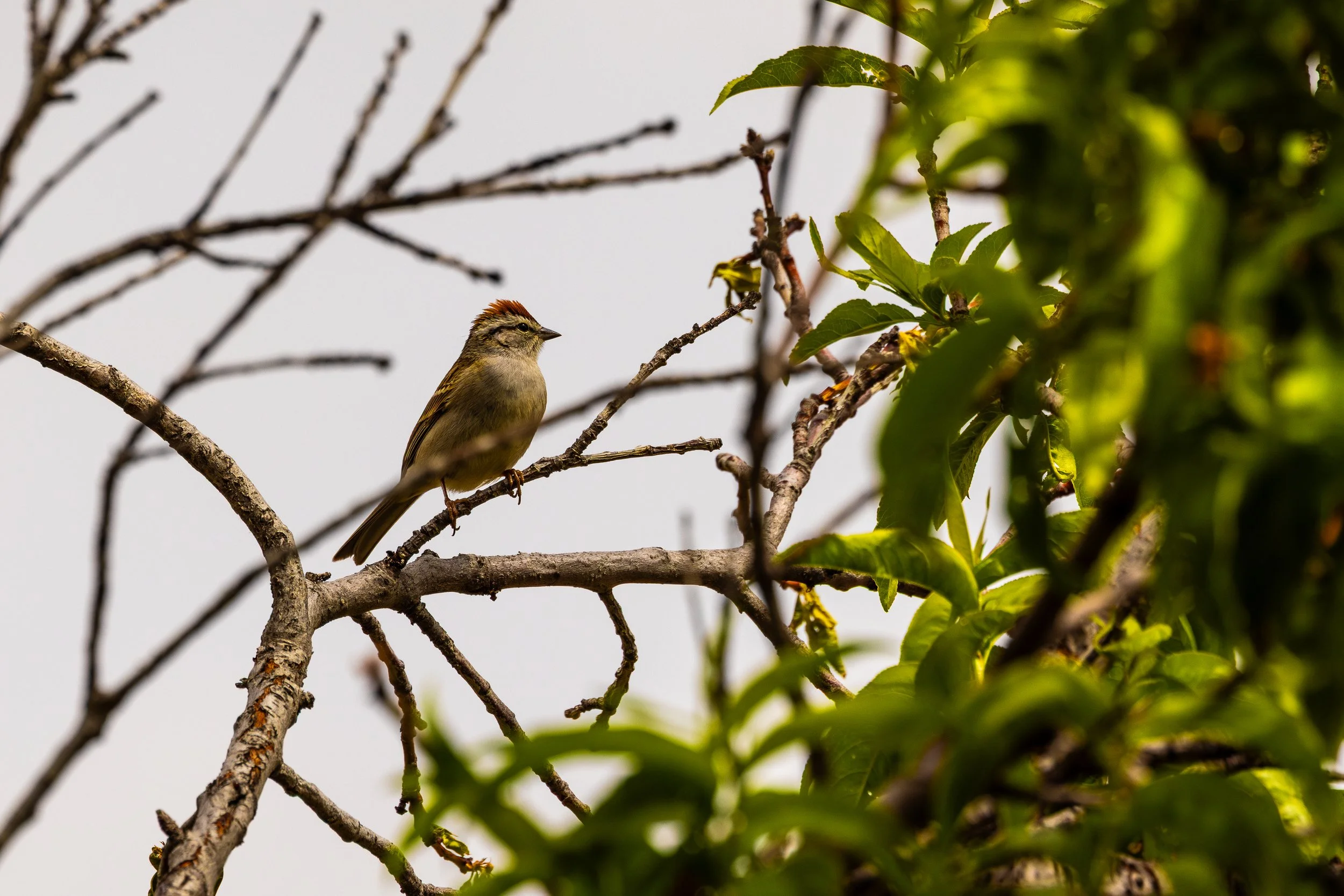 A small bird with brown and yellow feathers perched on a tree branch amid green leaves and bare twigs.