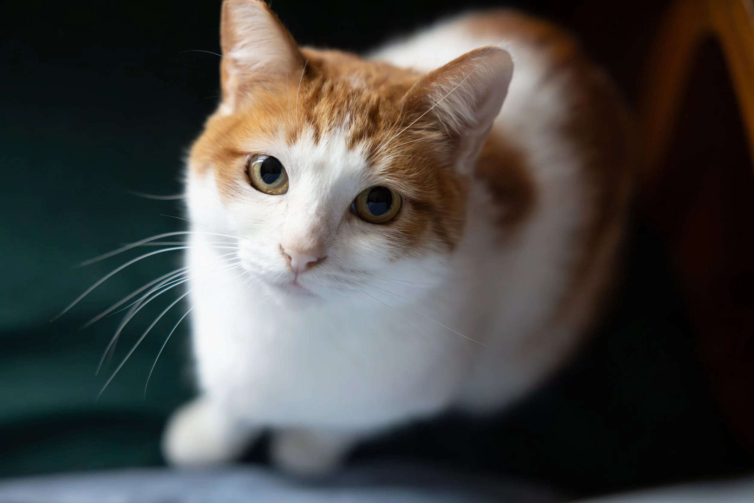 Close-up image of a white and orange tabby cat with yellow-green eyes, looking towards the camera with a dark background.