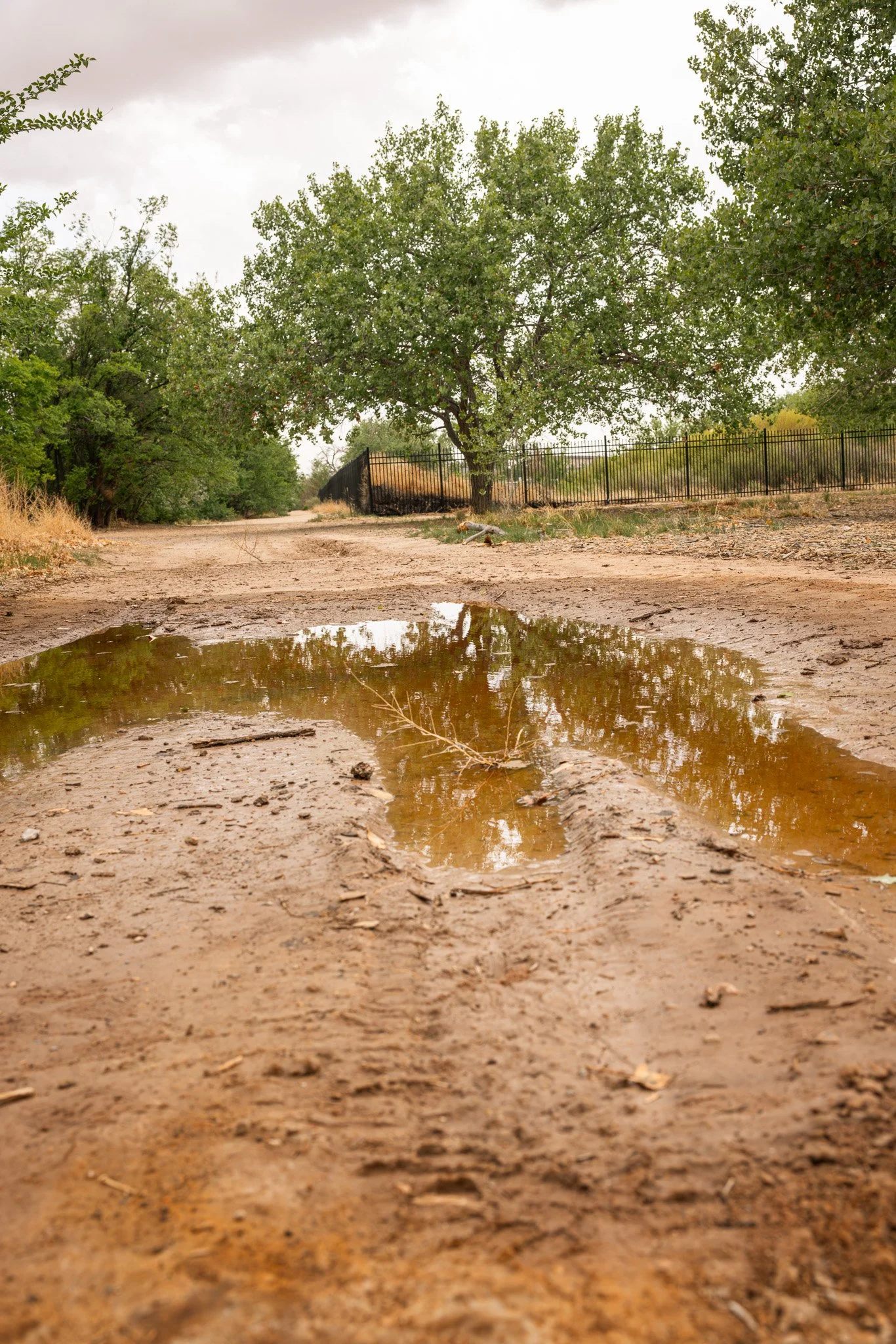 Dirt road with a puddle reflecting a green tree and cloudy sky, bordered by trees and a black metal fence.