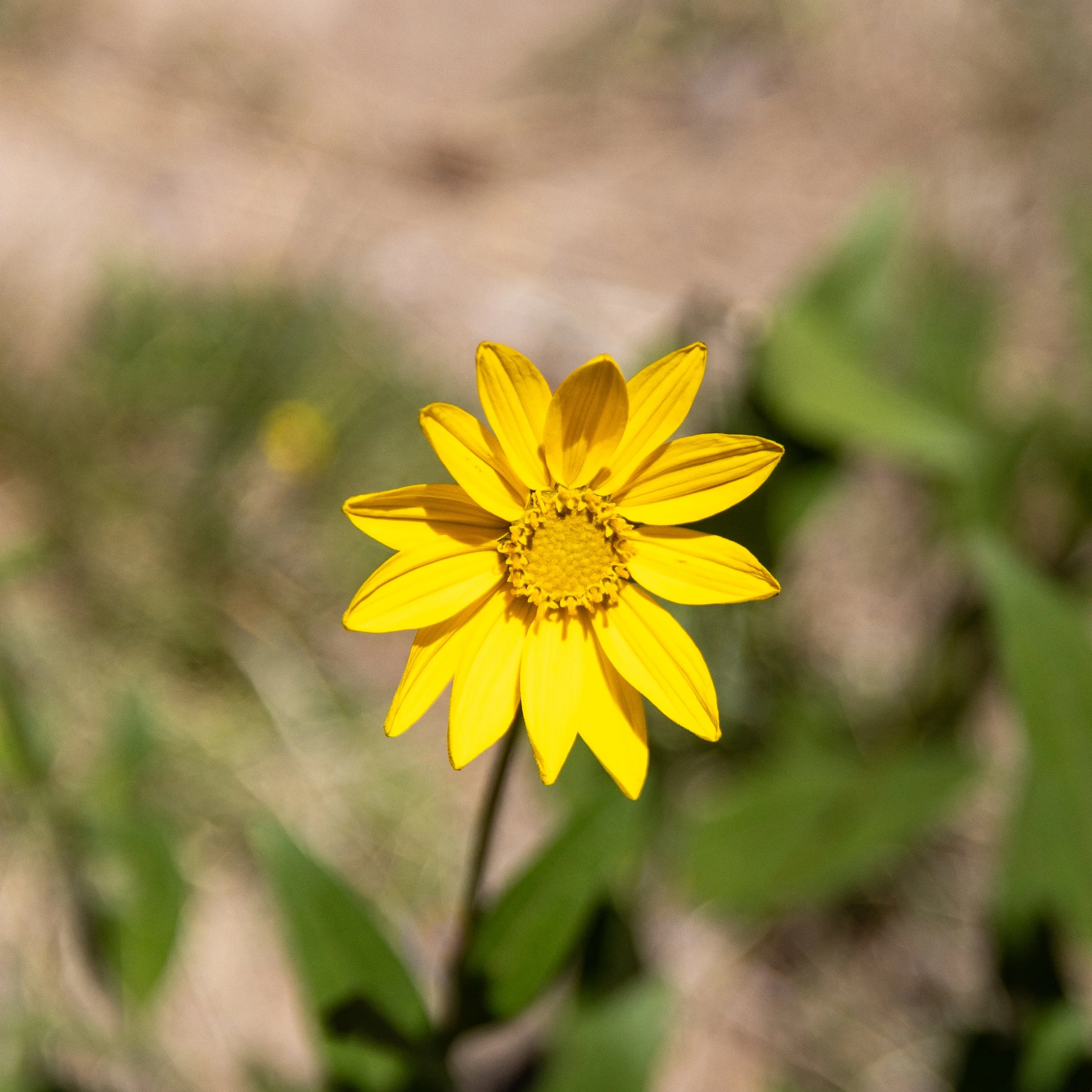 Close-up of a yellow flower with elongated petals and a central disk, blurred green leaves and background.