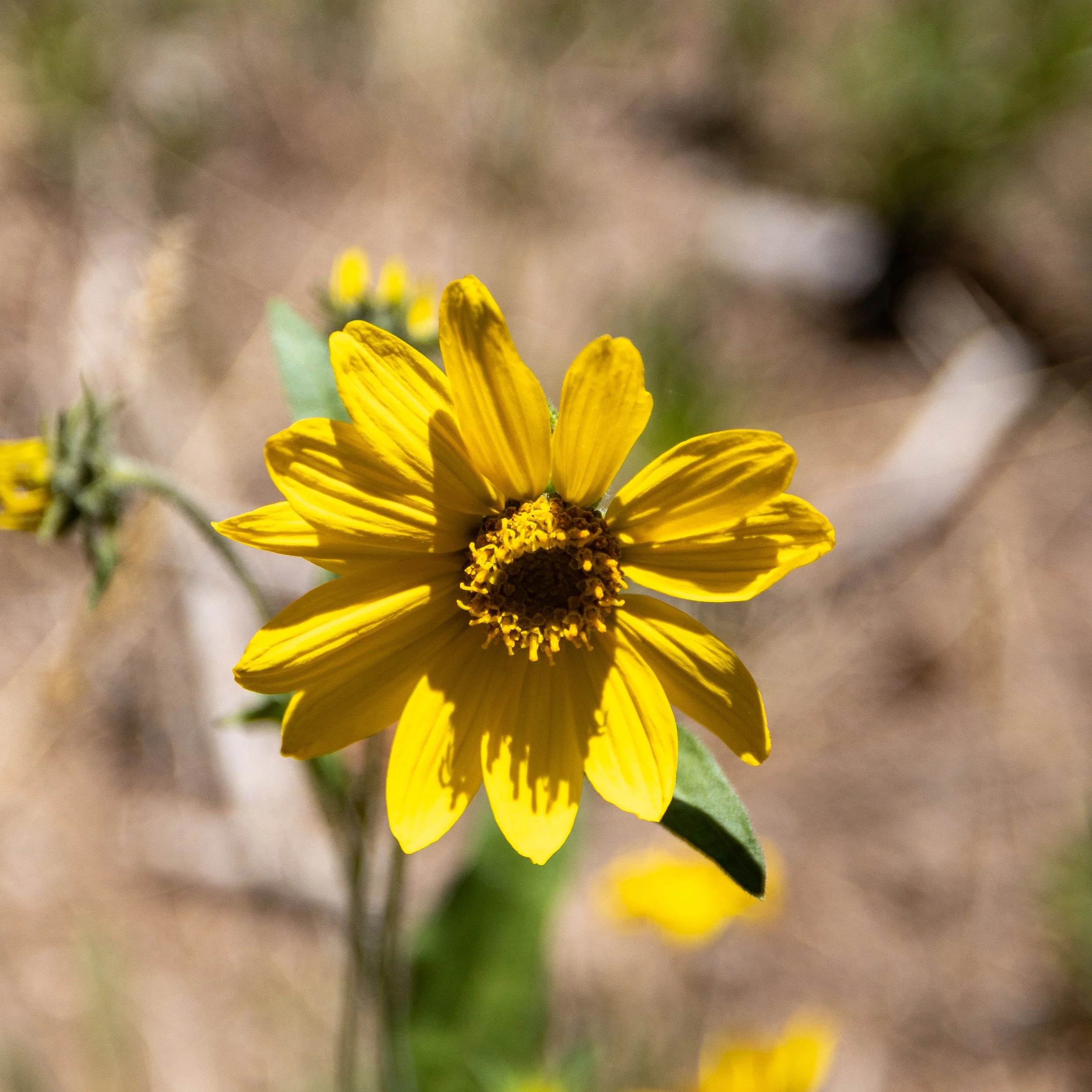 Close-up of a yellow wildflower with a dark center, set against a blurred, earthy background.
