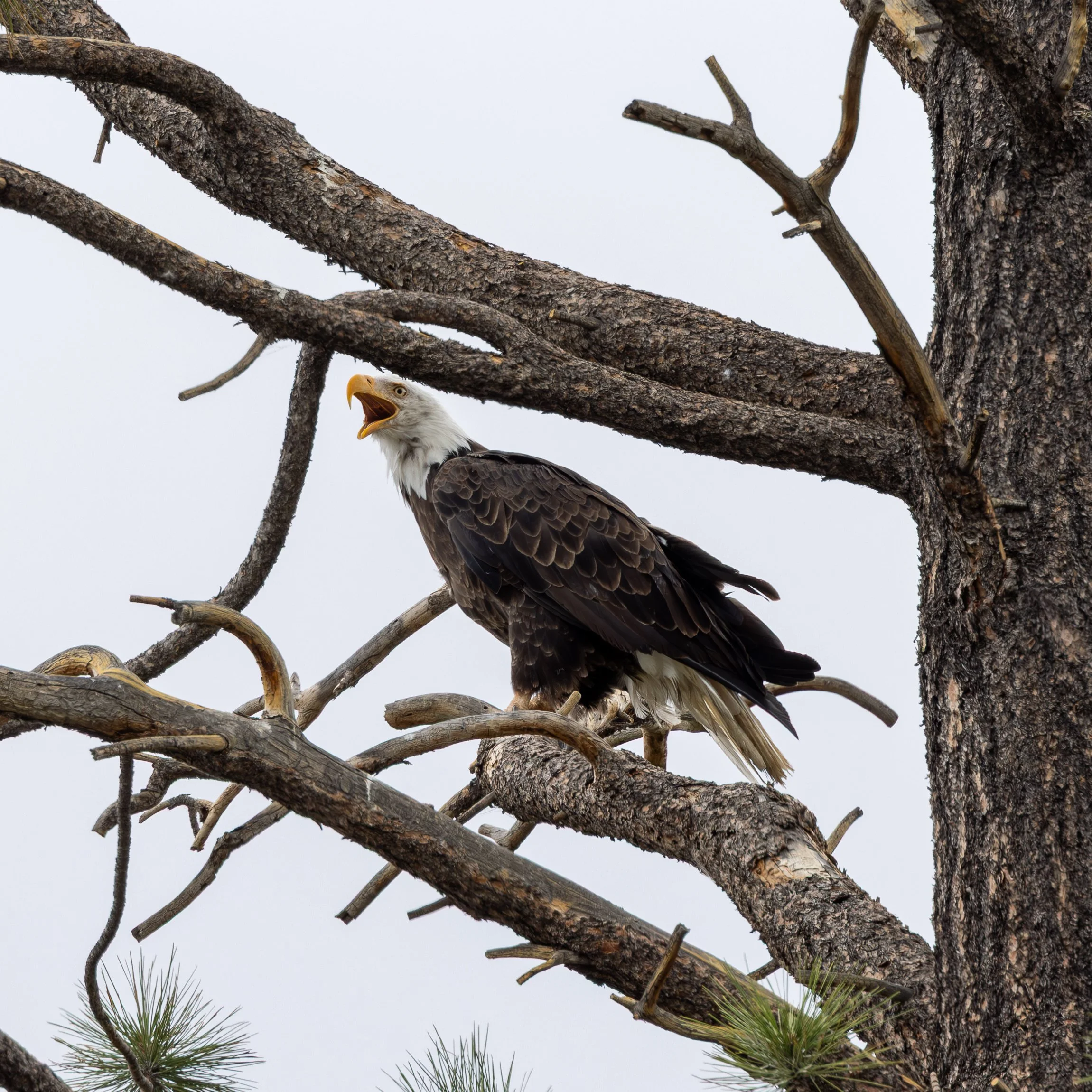 A bald eagle perched on a tree branch with its beak open.