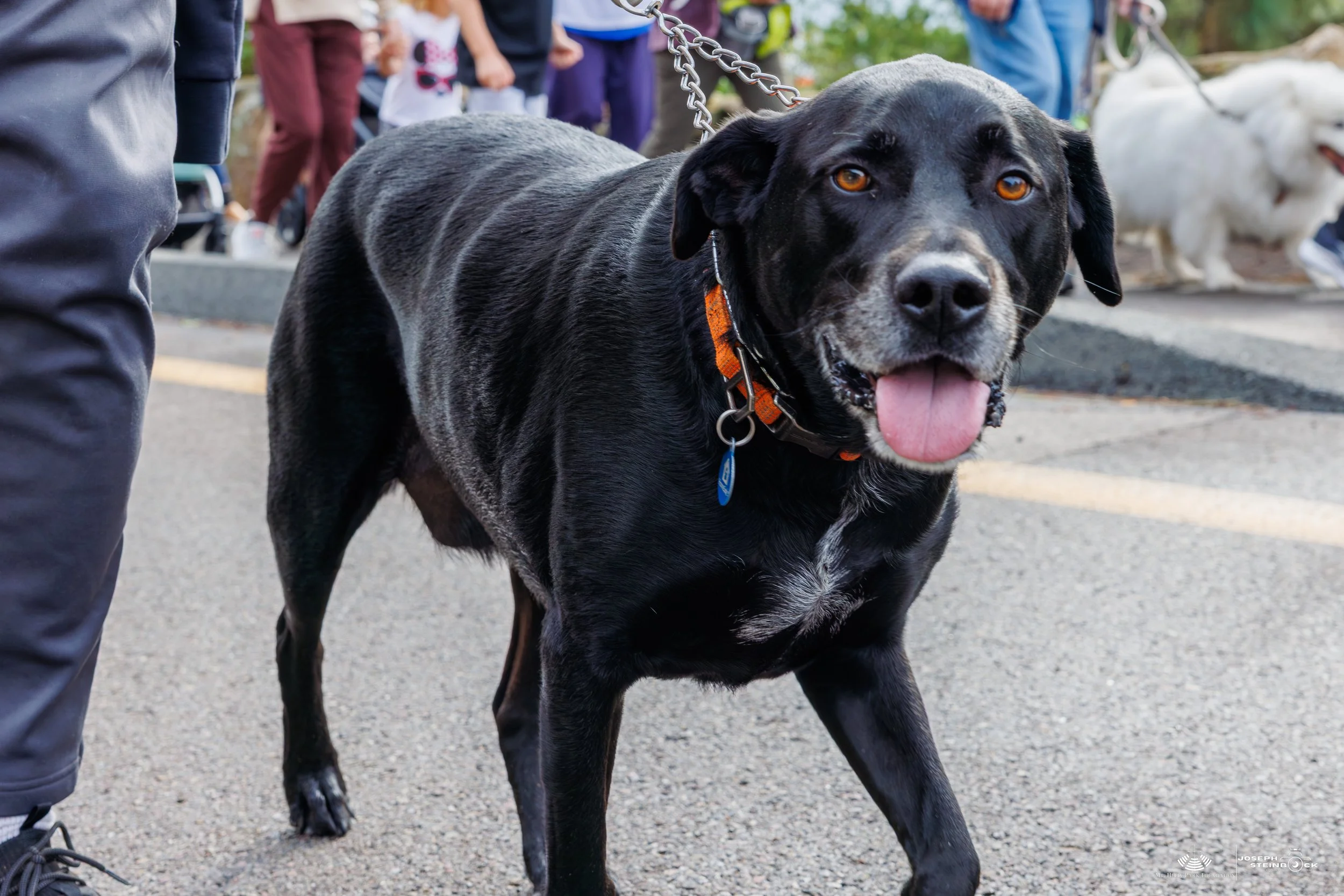 A black dog with brown eyes and a pink tongue hanging out, wearing an orange collar, standing on a street with people and other dogs in the background.