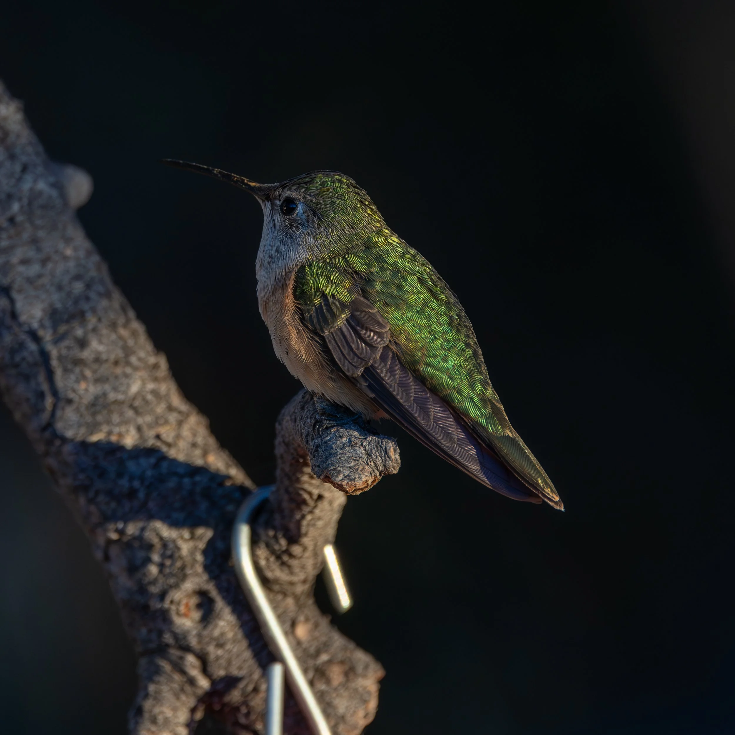 Colorful hummingbird perched on a branch against a dark background.