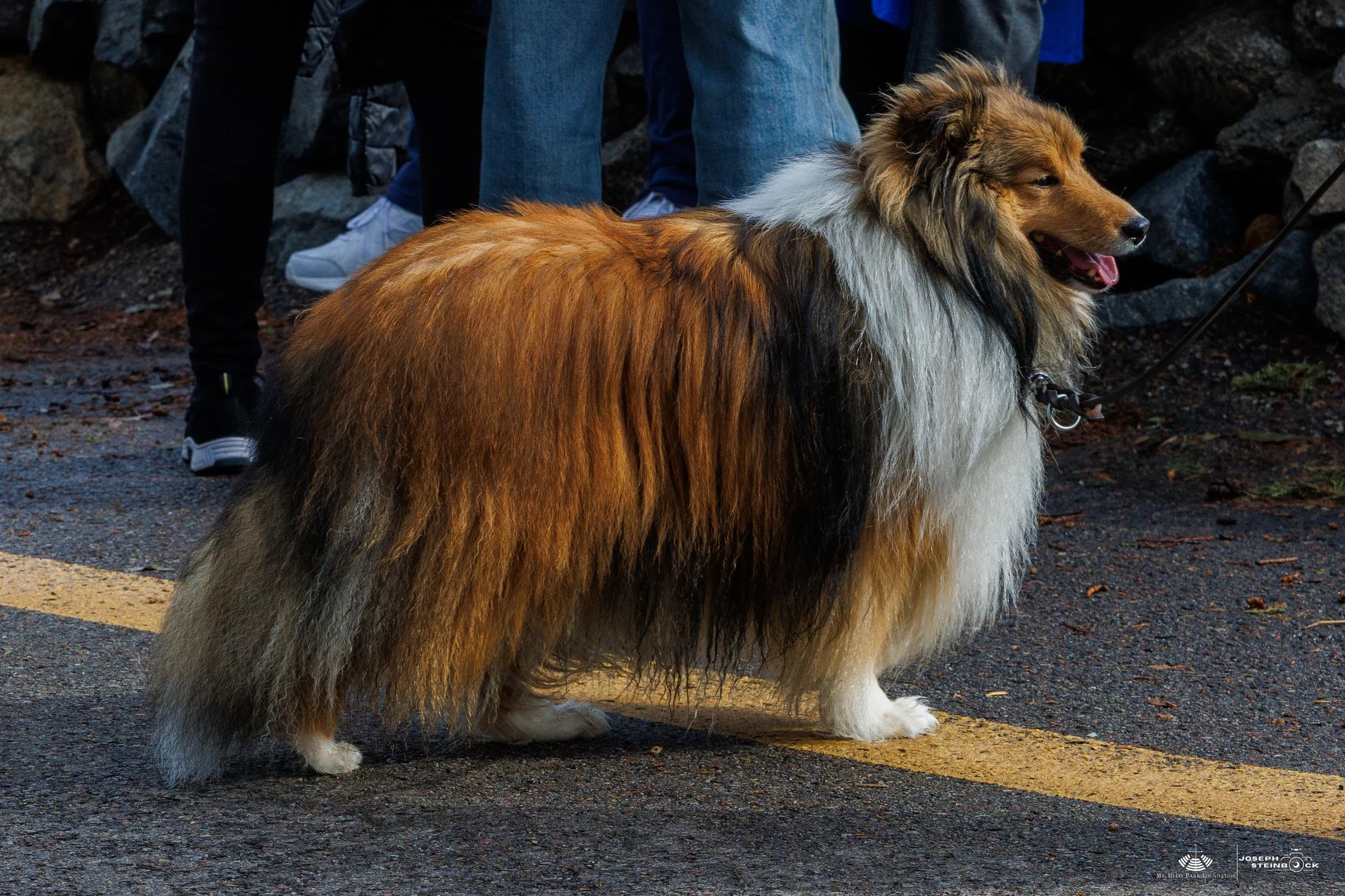 A Shetland Sheepdog with a long, fluffy multicolored coat standing on a paved street with a yellow line, surrounded by people.