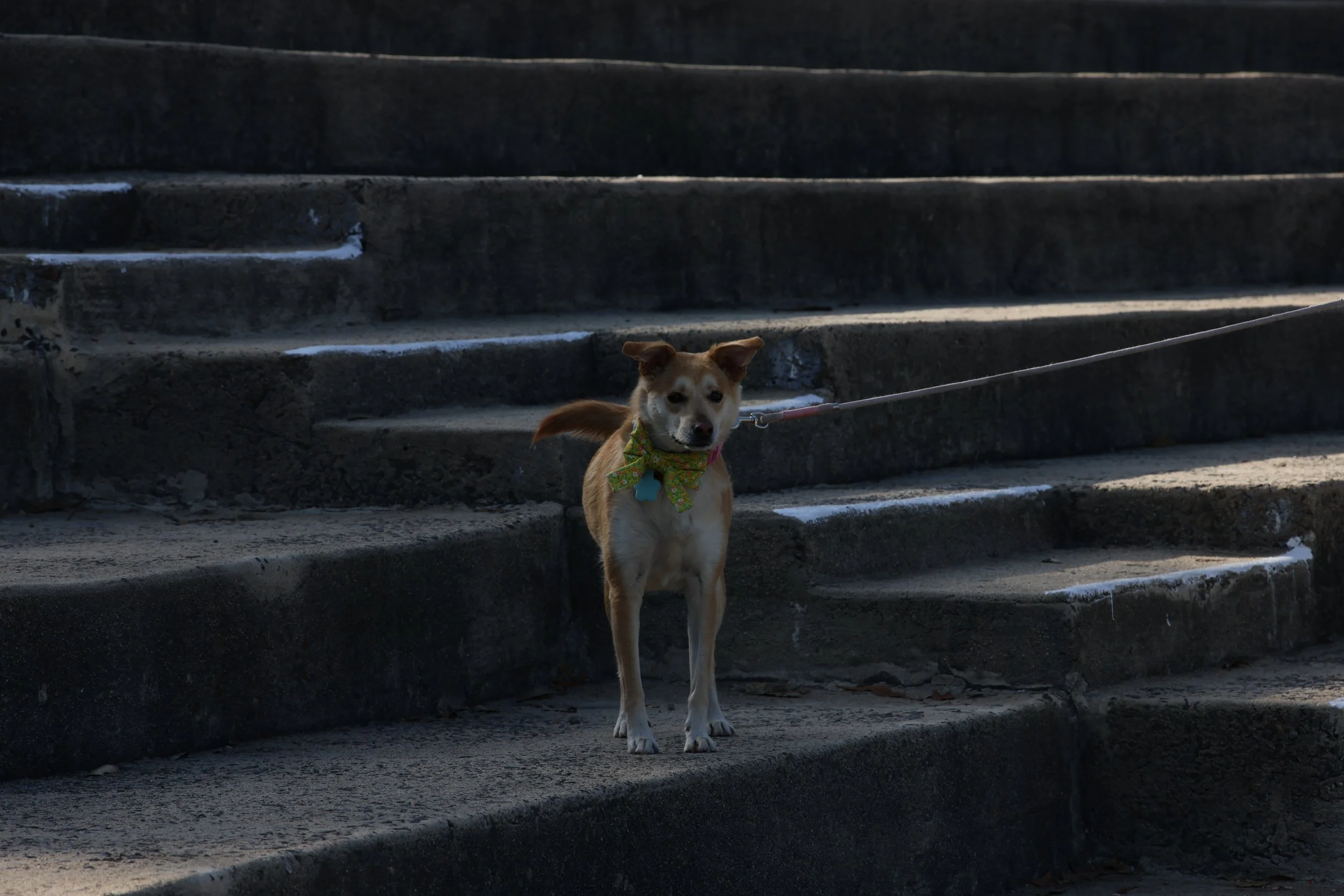 A dog with a green bow tie standing on outdoor concrete stairs with snow patches, looking towards the camera.